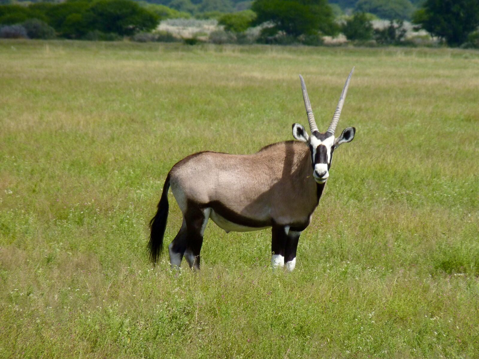 Panasonic Lumix DMC-FZ35 (Lumix DMC-FZ38) sample photo. Botswana, antelope, safari photography