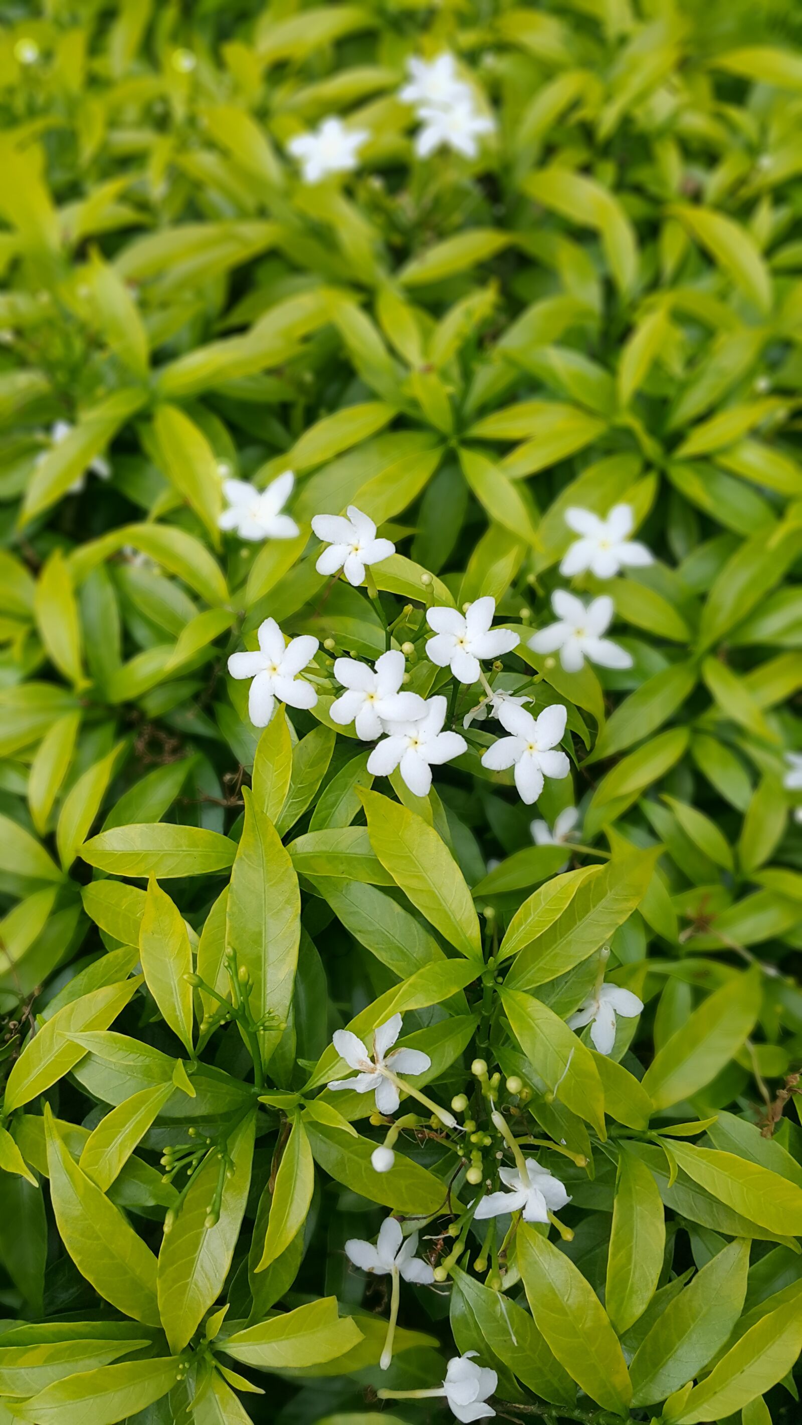 Samsung Galaxy Note4 sample photo. Sri lanka, nature, flower photography