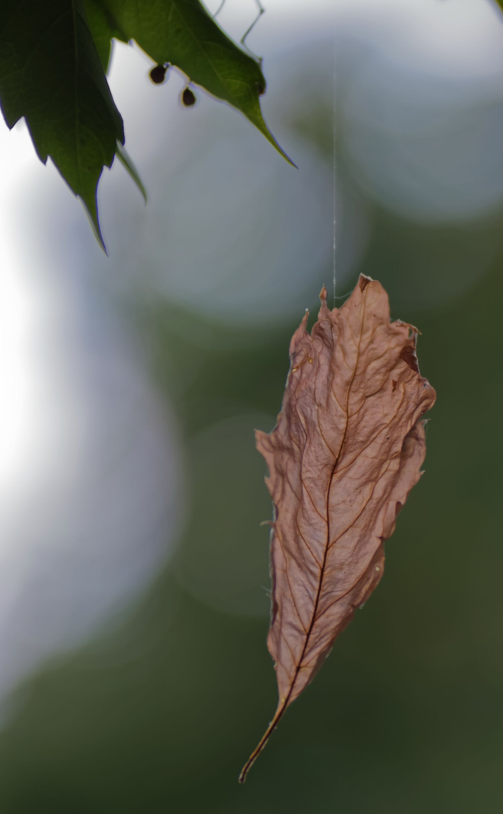 Nikon D5300 sample photo. Leaf, brown, hanging photography