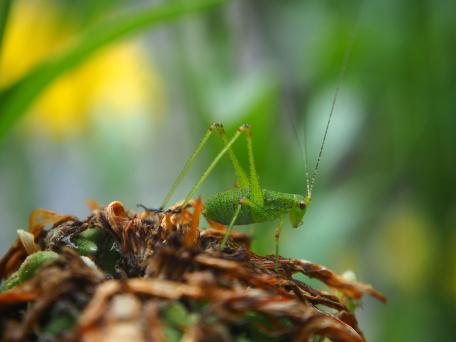 Olympus OM-D E-M10 sample photo. Grasshopper, insect, garden photography