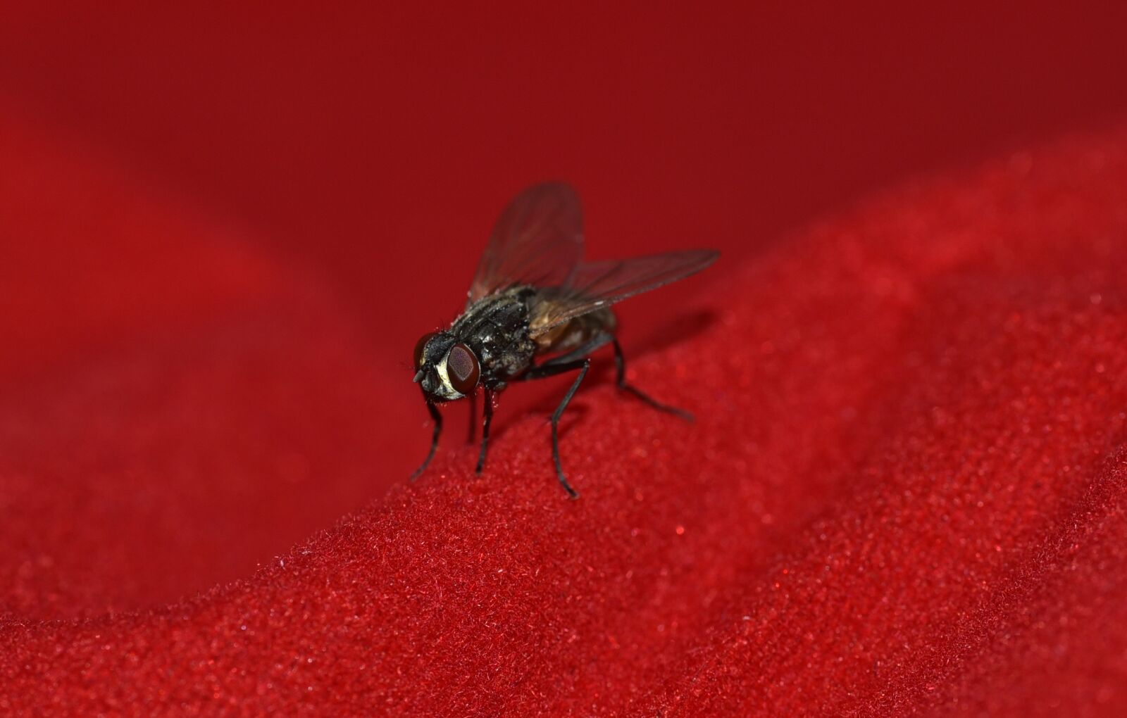 Nikon D750 sample photo. Fly, small, black photography