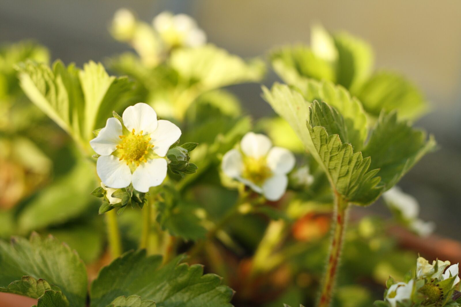 Canon EOS 1000D (EOS Digital Rebel XS / EOS Kiss F) sample photo. Flowering strawberries, white flower photography