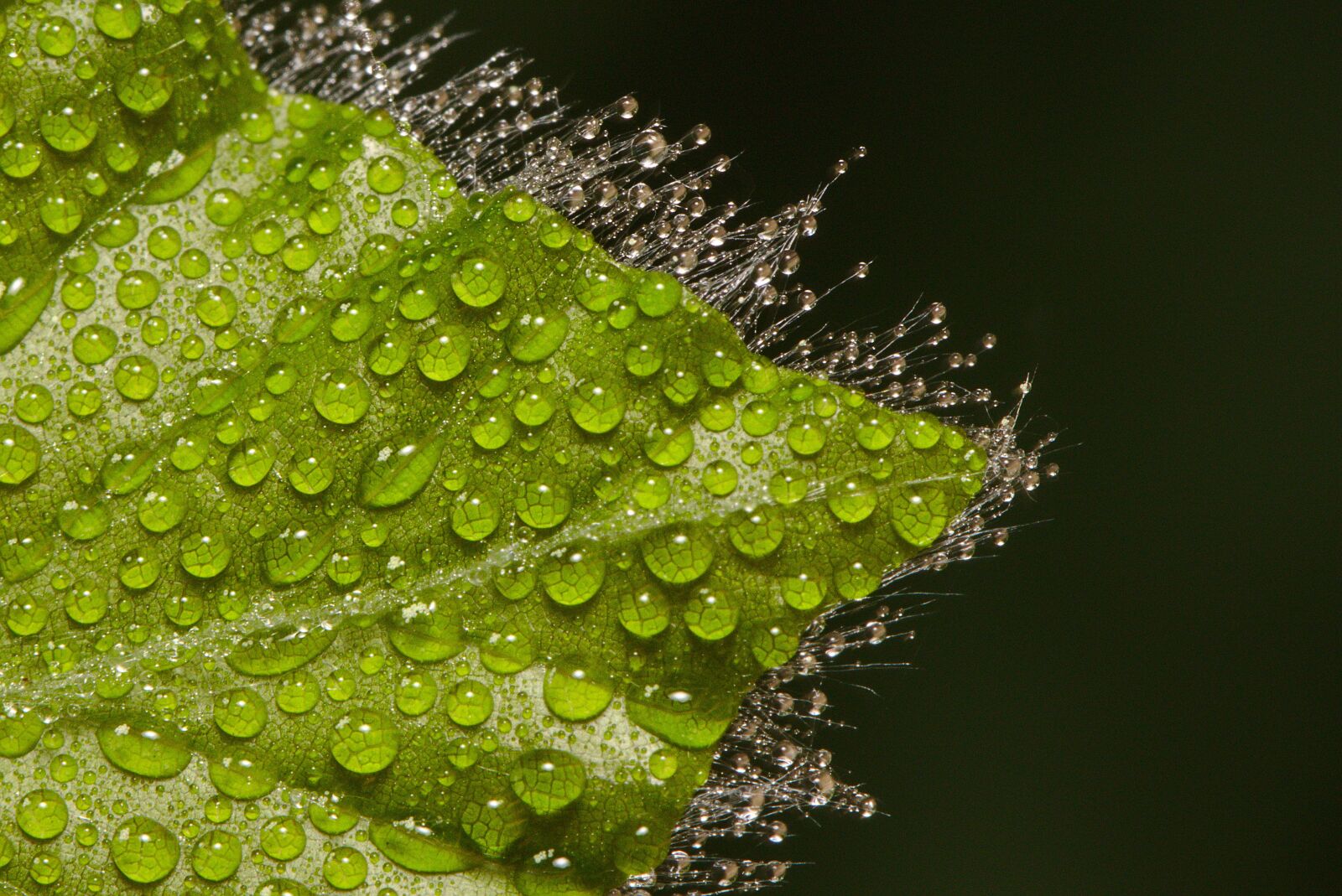 Canon EOS M5 sample photo. Leaf, drip, spring photography