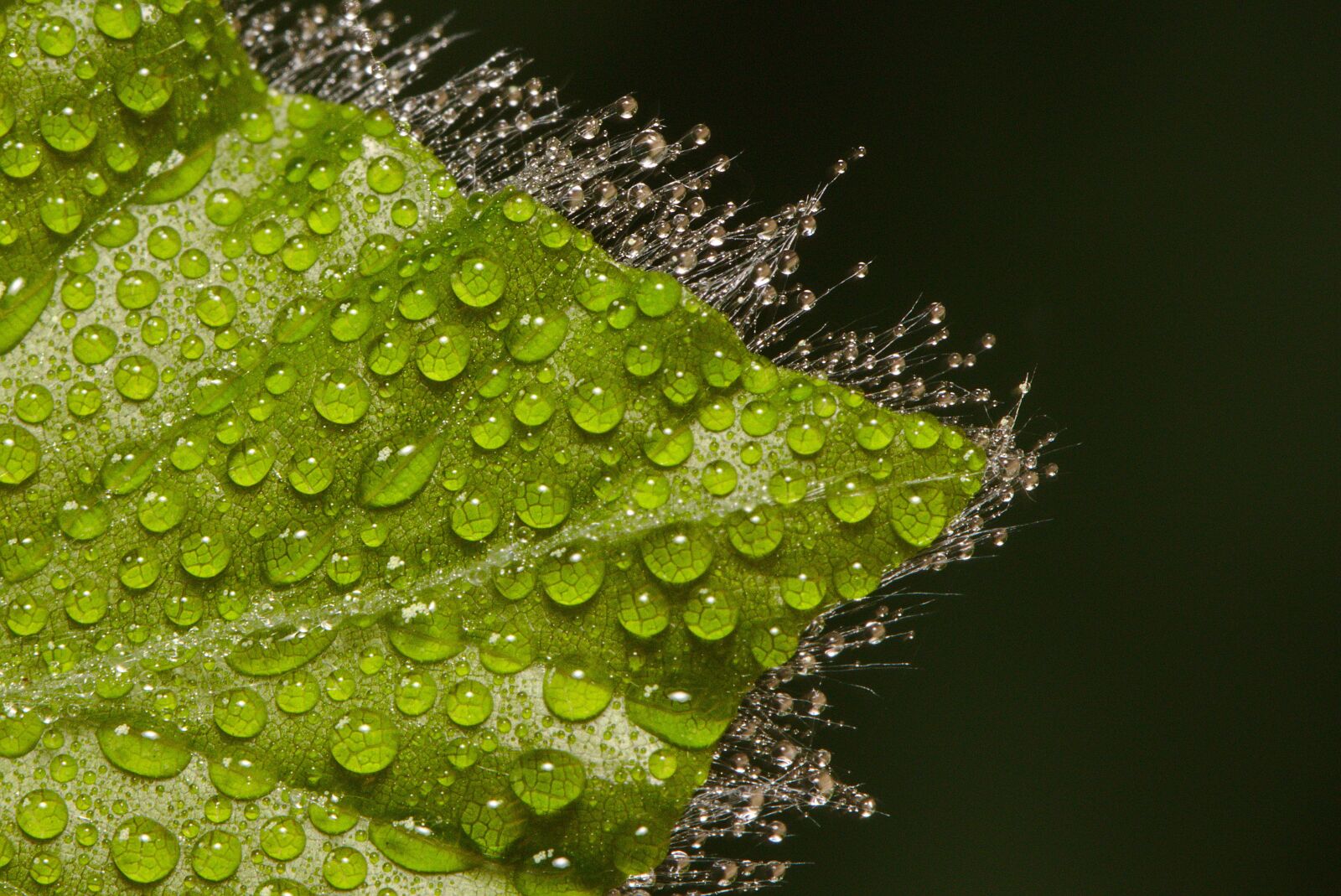 Canon EOS M5 + Canon EF 100mm F2.8L Macro IS USM sample photo. Leaf, drip, spring photography