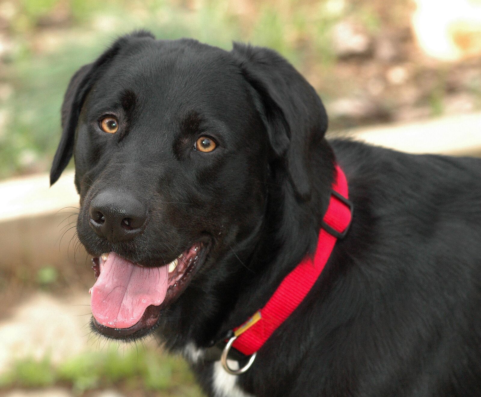 Nikon D70 sample photo. Pet, dog, animal photography