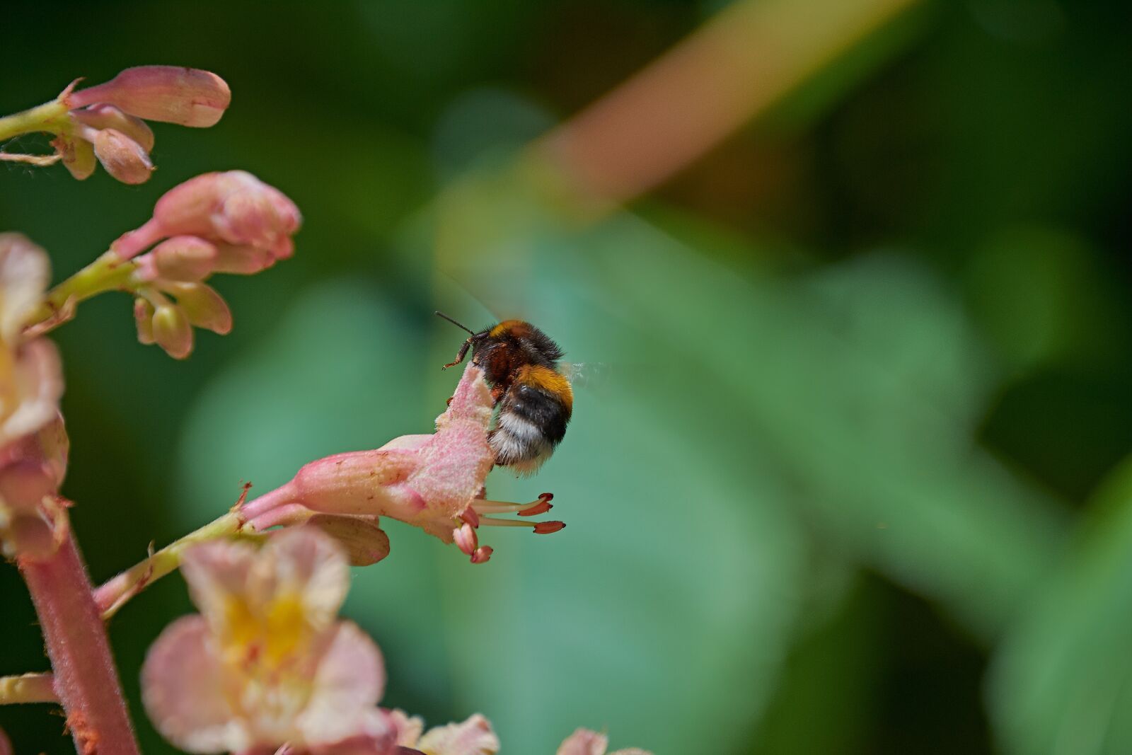 Nikon D7200 sample photo. Bumblebee, flower, spring photography