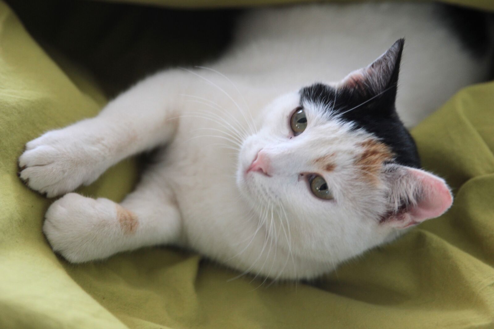 Canon EOS 550D (EOS Rebel T2i / EOS Kiss X4) sample photo. Cat, animal, portrait photography