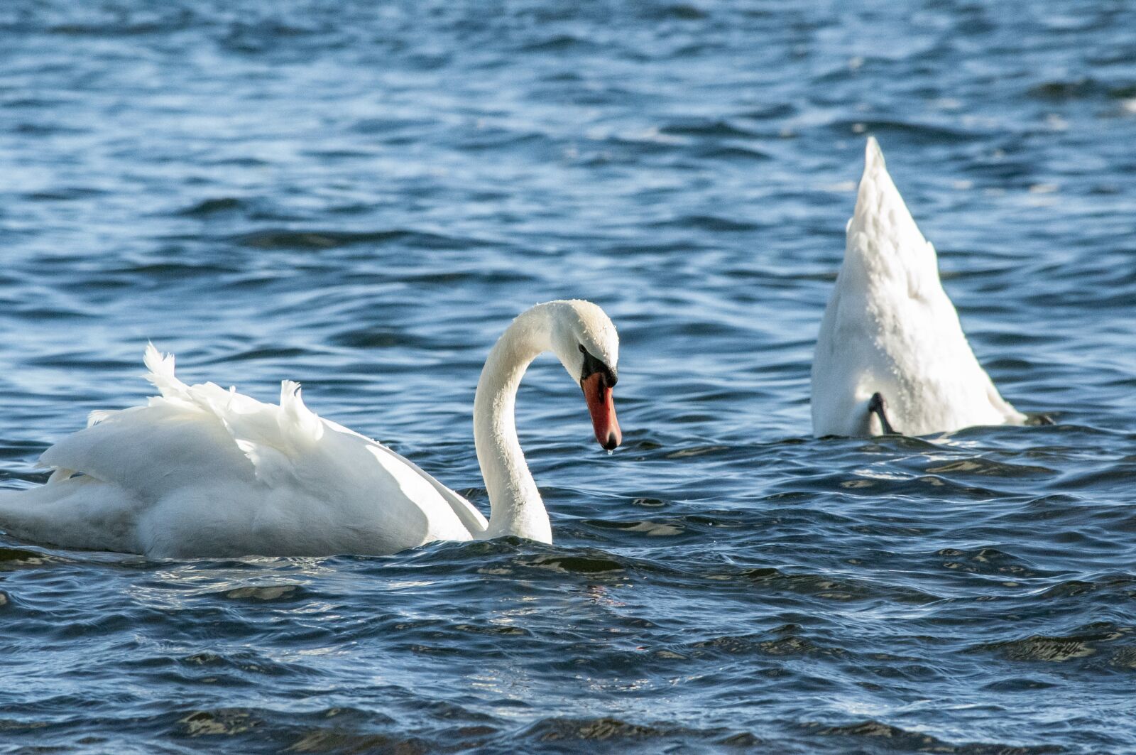 Nikon D5000 sample photo. Swan, swans, bird photography
