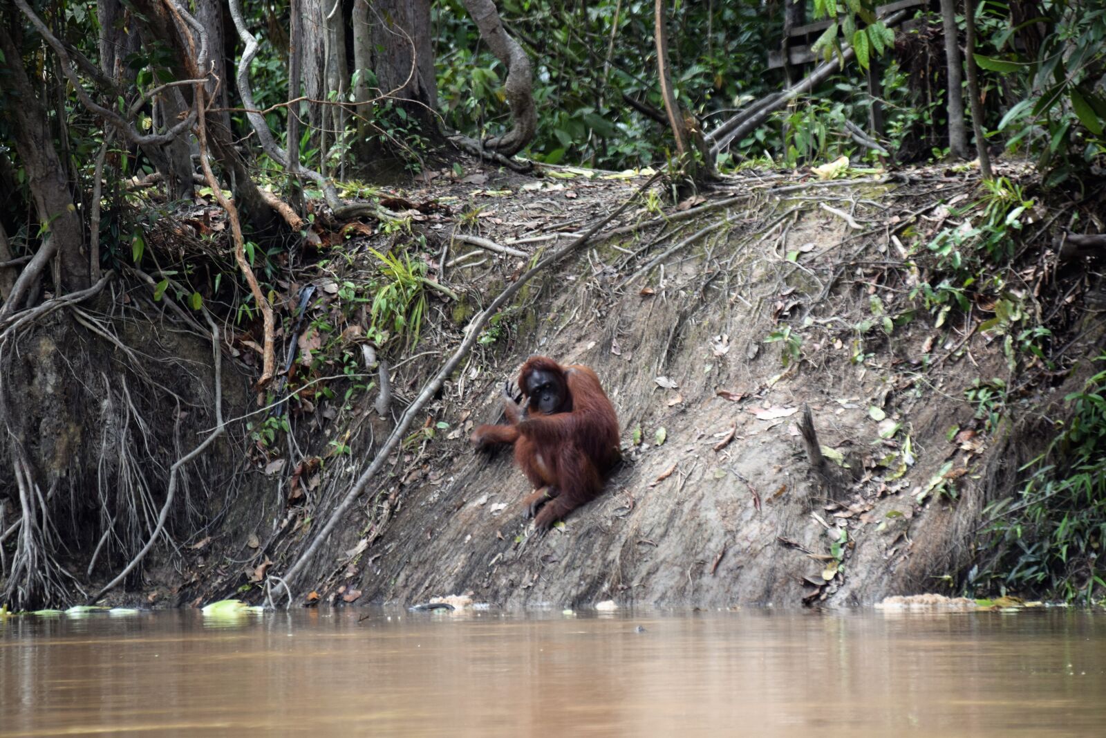 Nikon D5300 sample photo. Borneo, orang utan, nature photography