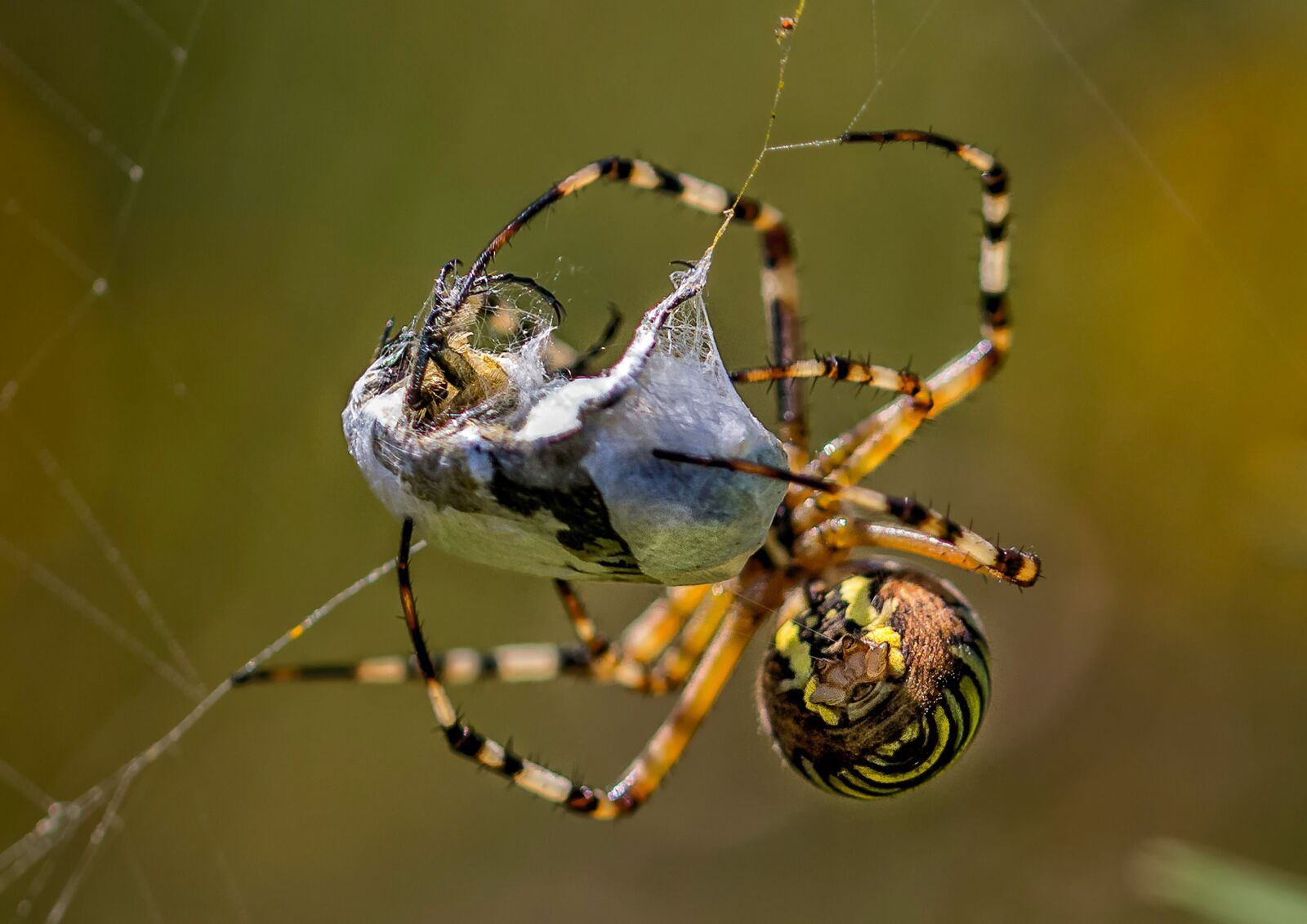 Canon EF 100mm F2.8L Macro IS USM sample photo. Spider, insect, arachnid photography