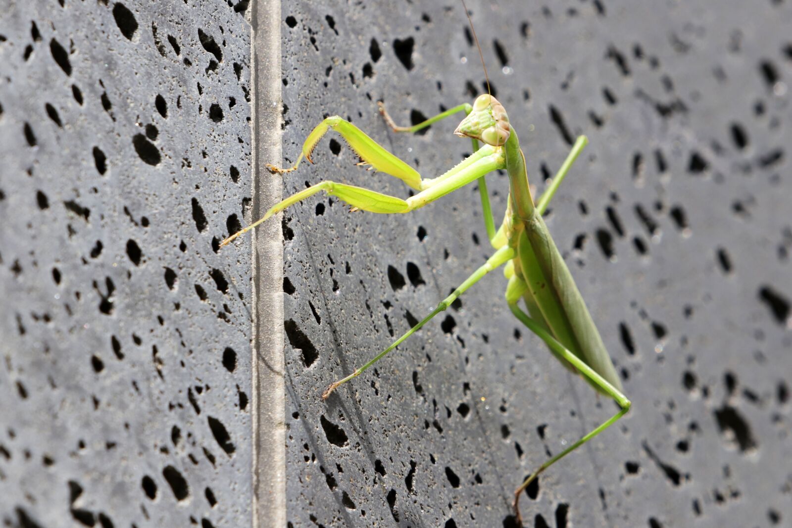 Canon EF 70-200mm F2.8L USM sample photo. Mantis, insects, nature photography