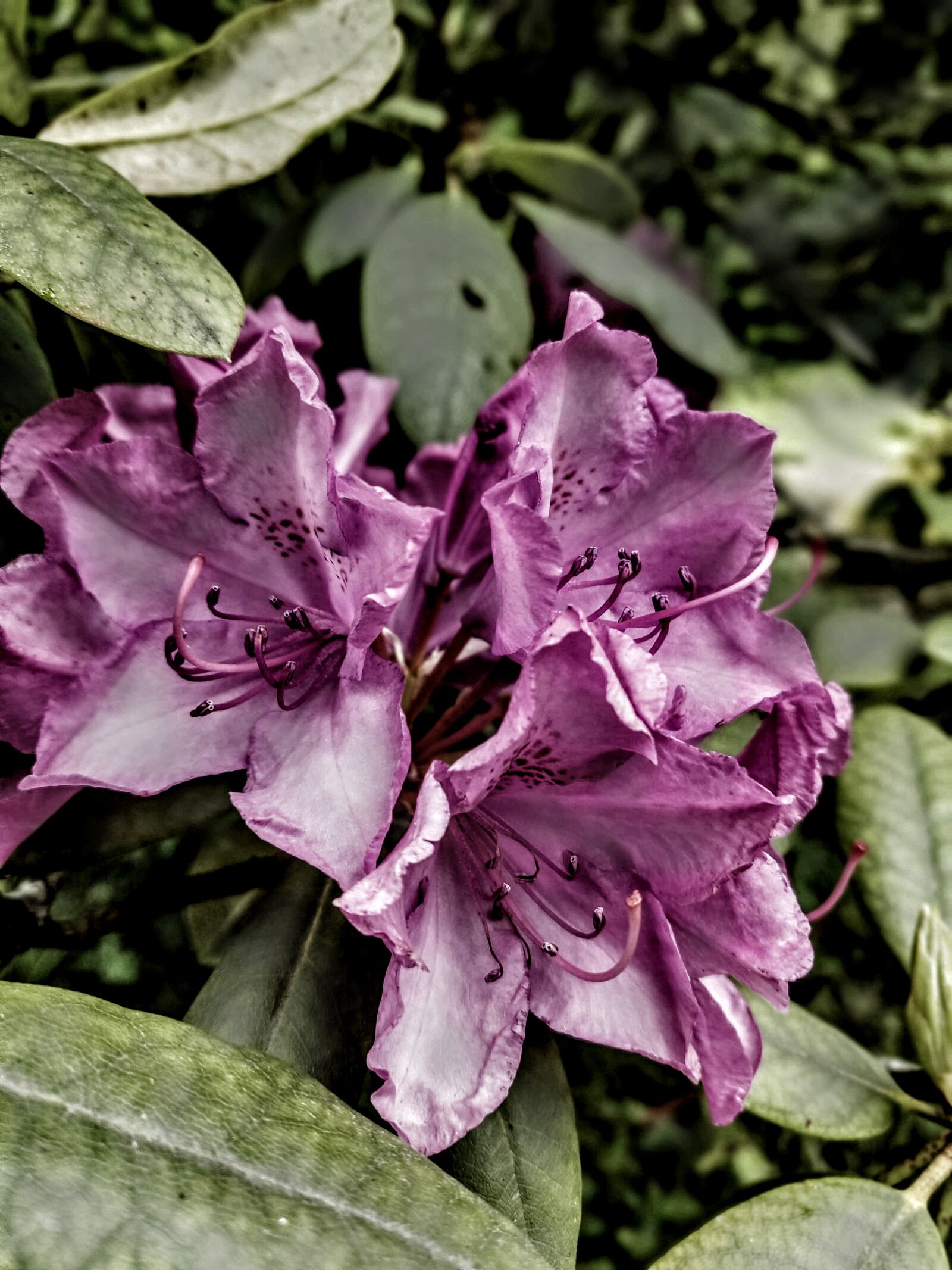 OnePlus 6 sample photo. Rododendron, garden, petals photography