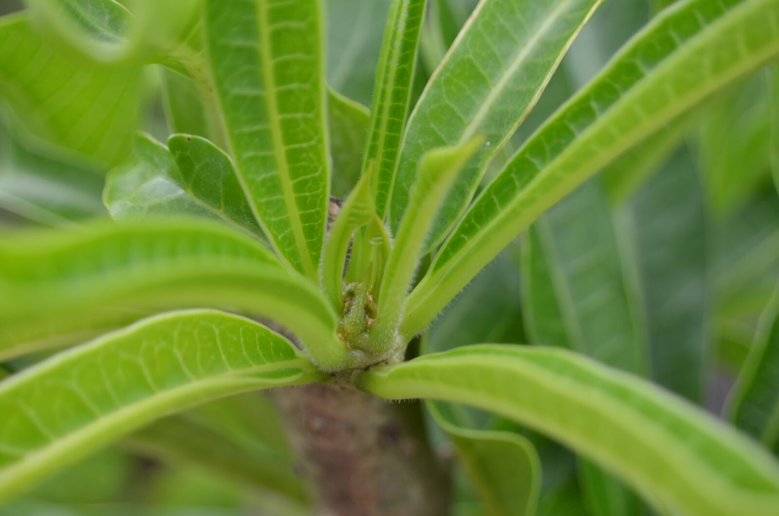 Nikon D7000 sample photo. Green, leaf, leaves photography