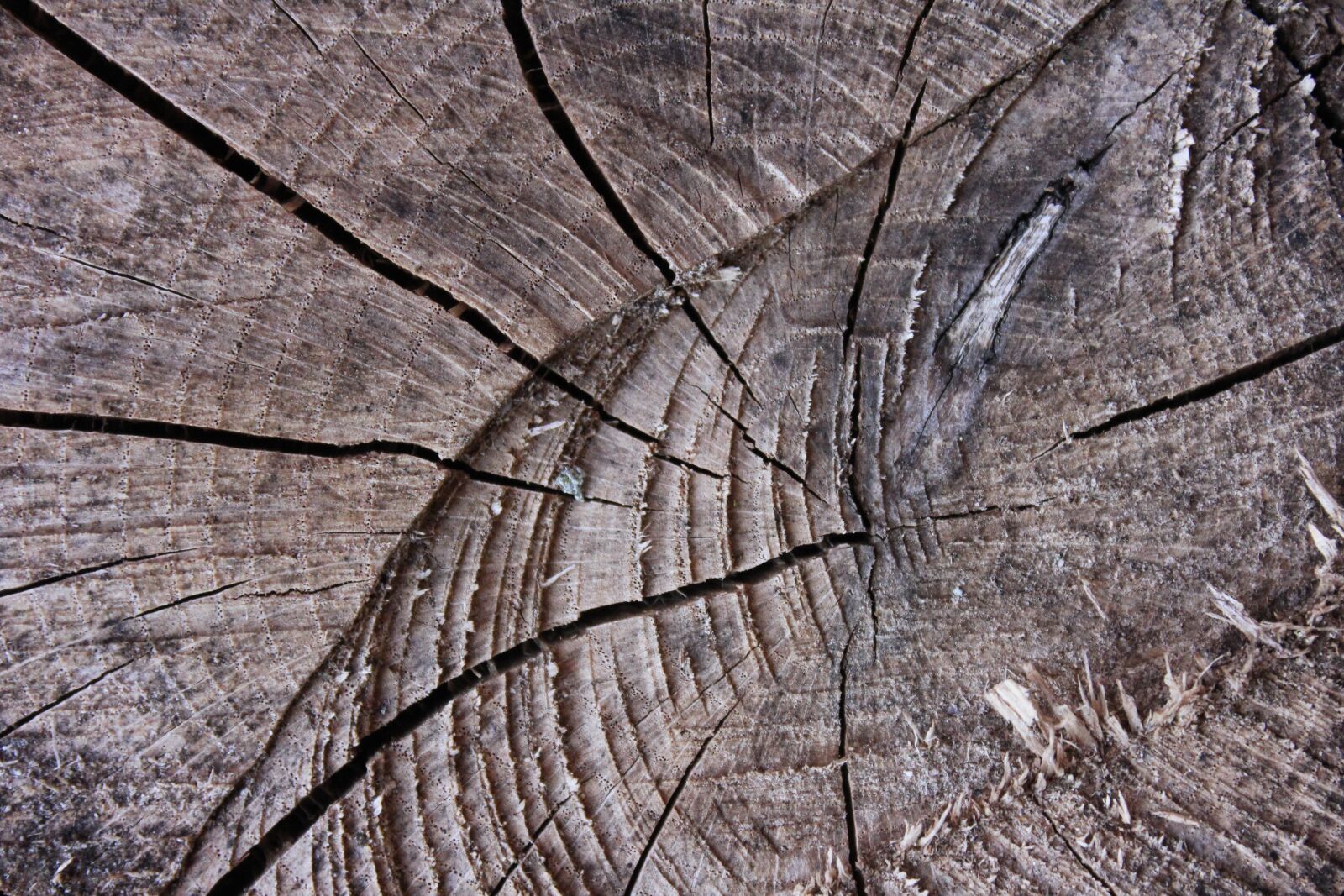 Canon EOS 550D (EOS Rebel T2i / EOS Kiss X4) sample photo. Tree, abstract, wood photography