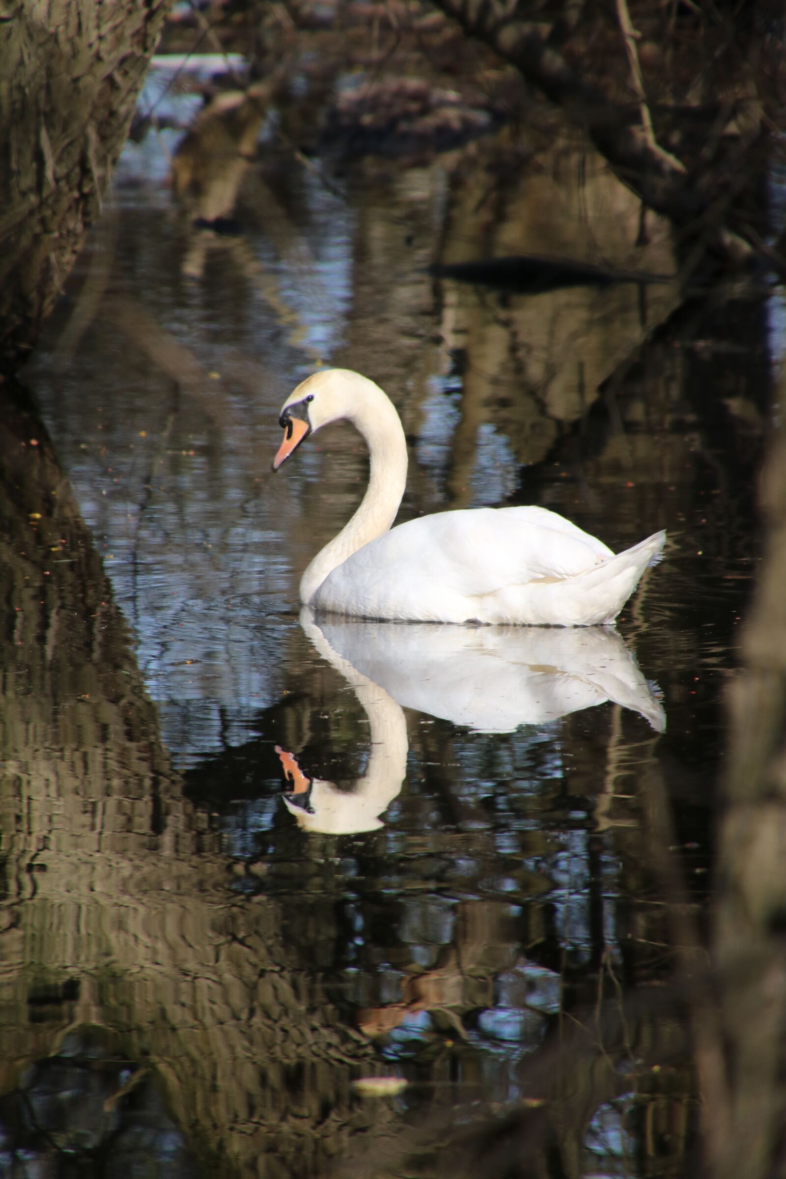 Canon EOS 760D (EOS Rebel T6s / EOS 8000D) sample photo. Swan, bird, nature photography