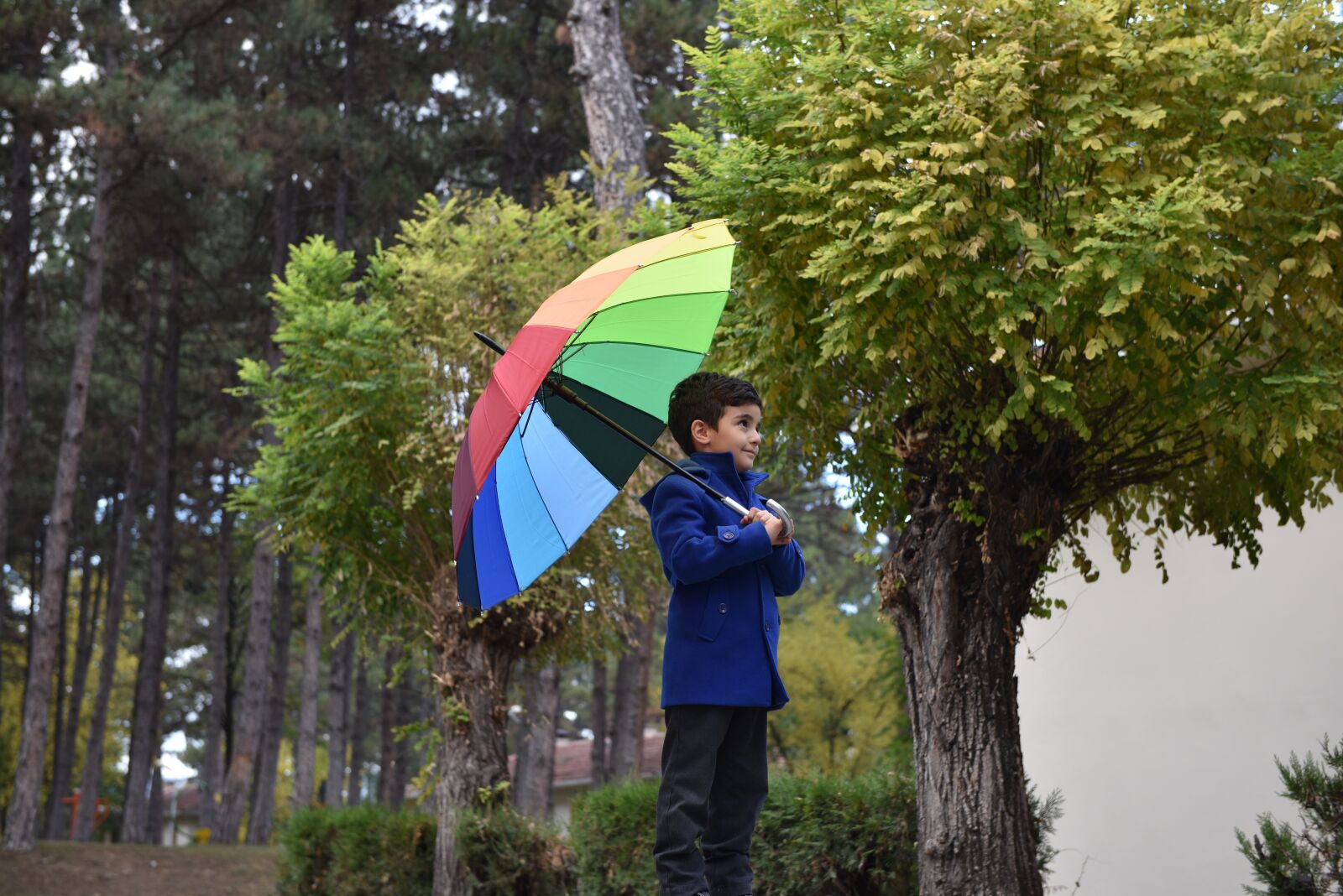 Nikon D750 sample photo. Tree, nature, outdoor photography