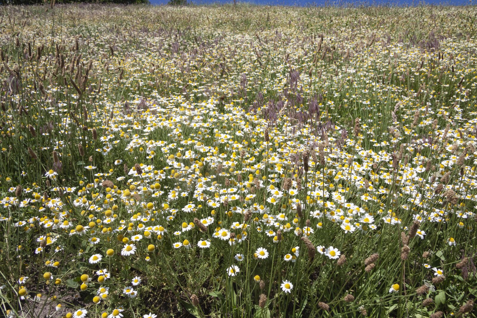 Canon EF-S 17-85mm F4-5.6 IS USM sample photo. Daisy, field, flowers photography
