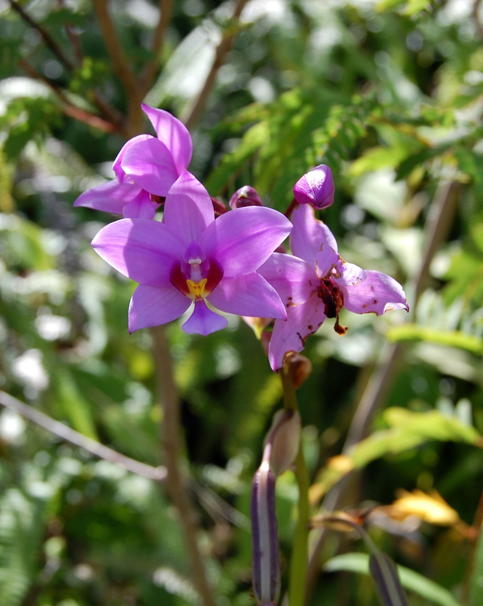 Nikon D40 sample photo. Flower, garden, nature photography