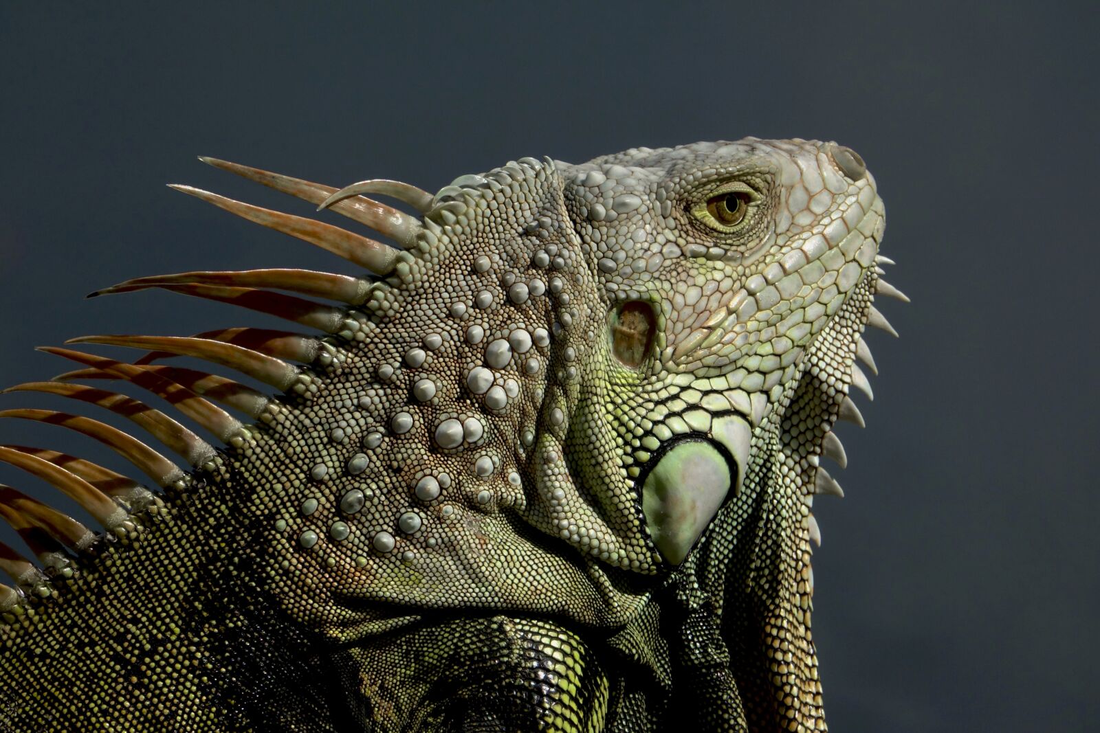 Sony Cyber-shot DSC-RX10 III sample photo. Iguana, lizard, reptile photography