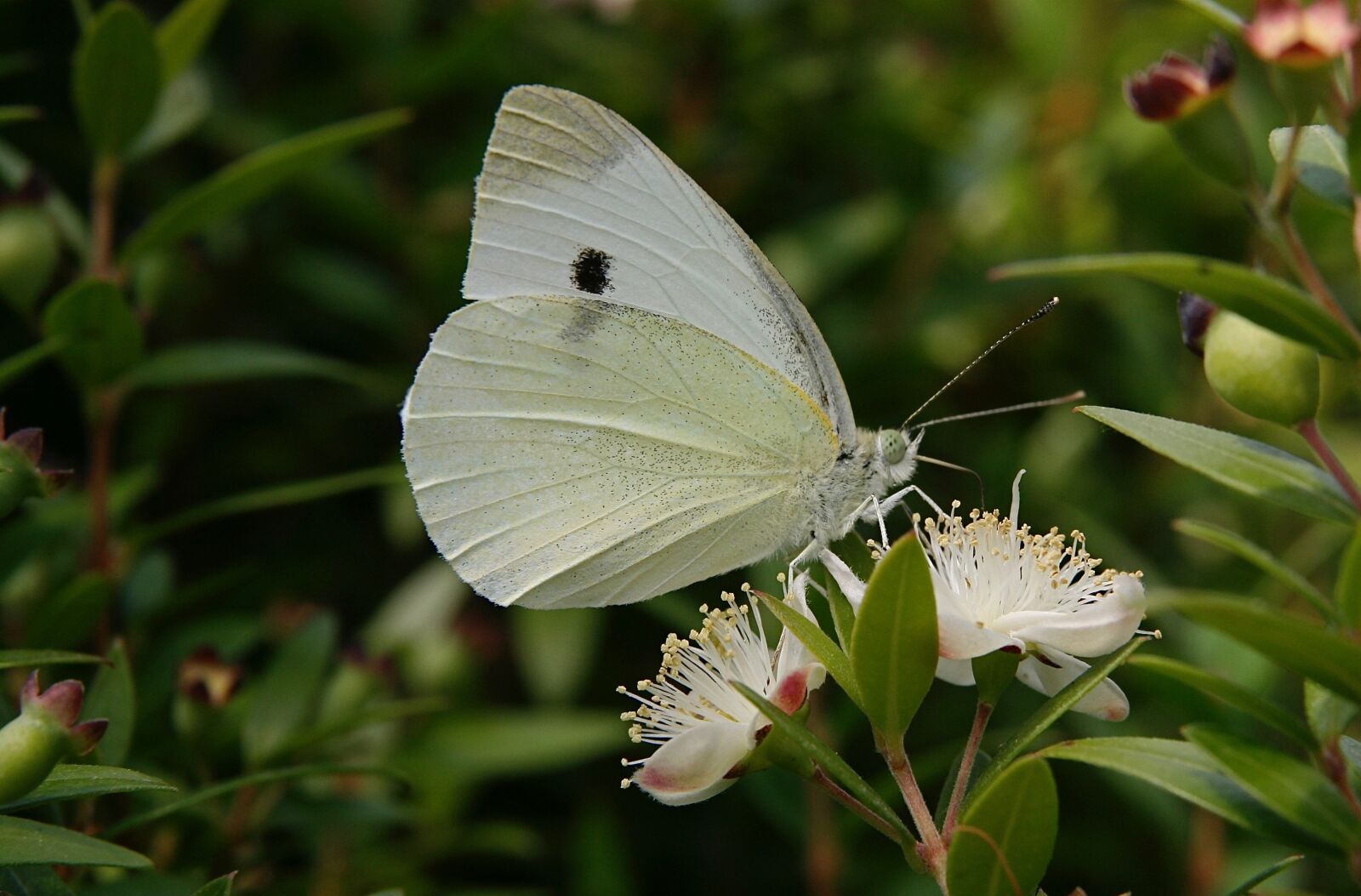 Canon EOS 400D (EOS Digital Rebel XTi / EOS Kiss Digital X) sample photo. White, butterfly, wing photography