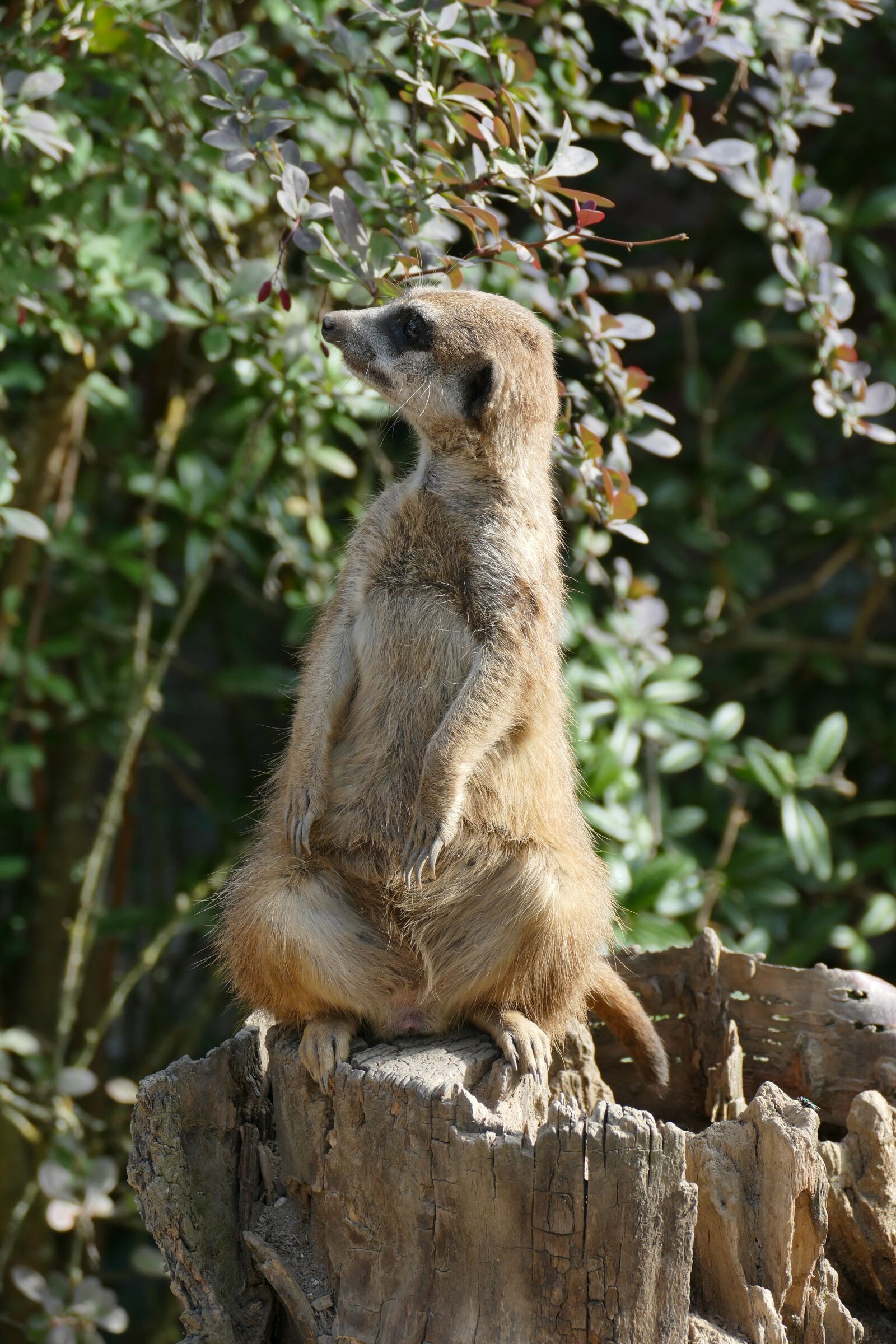Panasonic Lumix DMC-FZ1000 sample photo. Meerkat, animal, cute photography