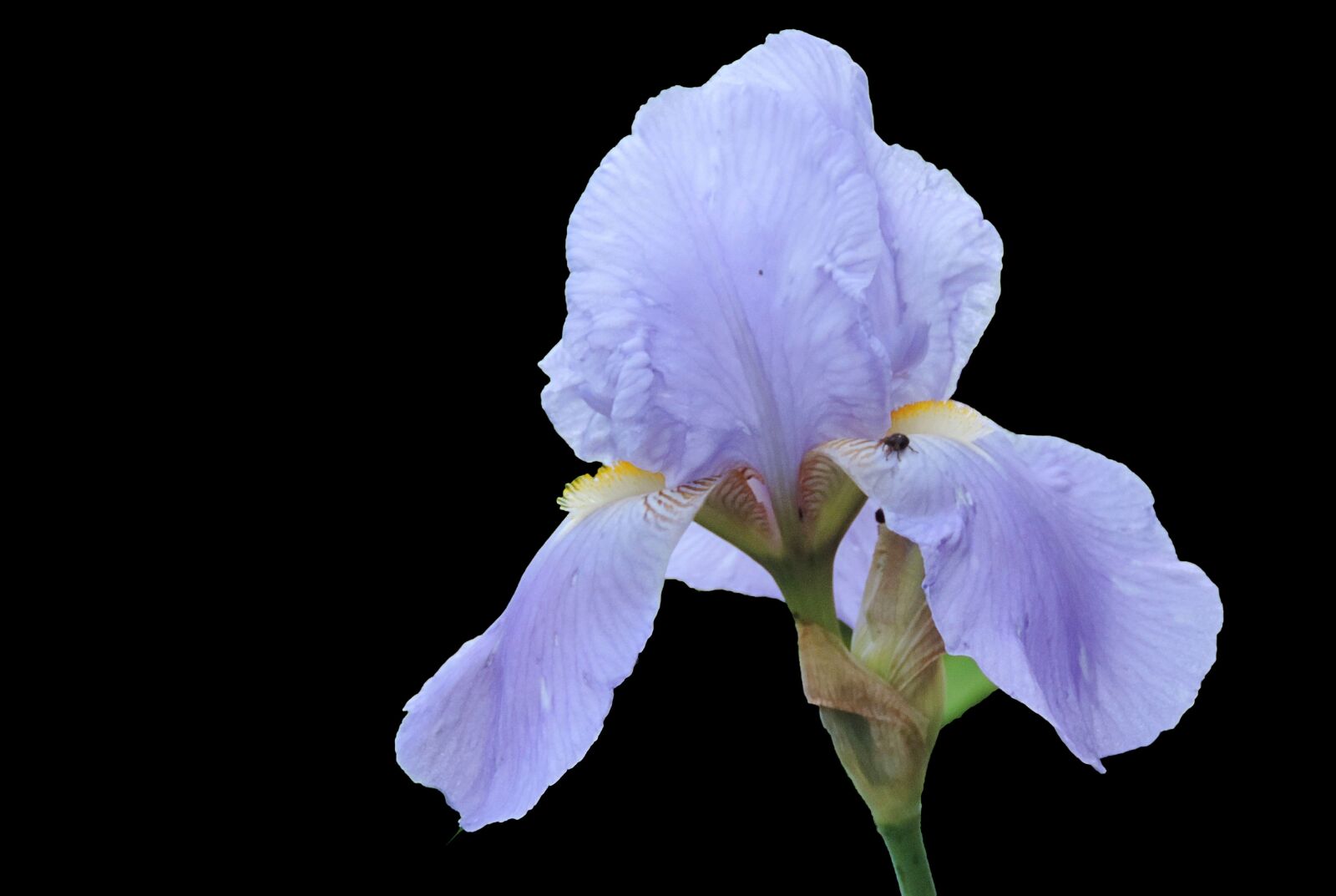 Nikon Coolpix P520 sample photo. Iris, blossom, bloom photography