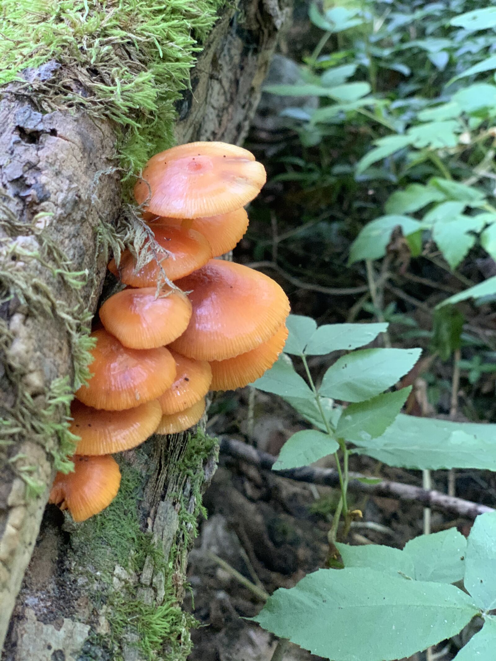 Apple iPhone XS sample photo. Mushrooms, forest, nature photography