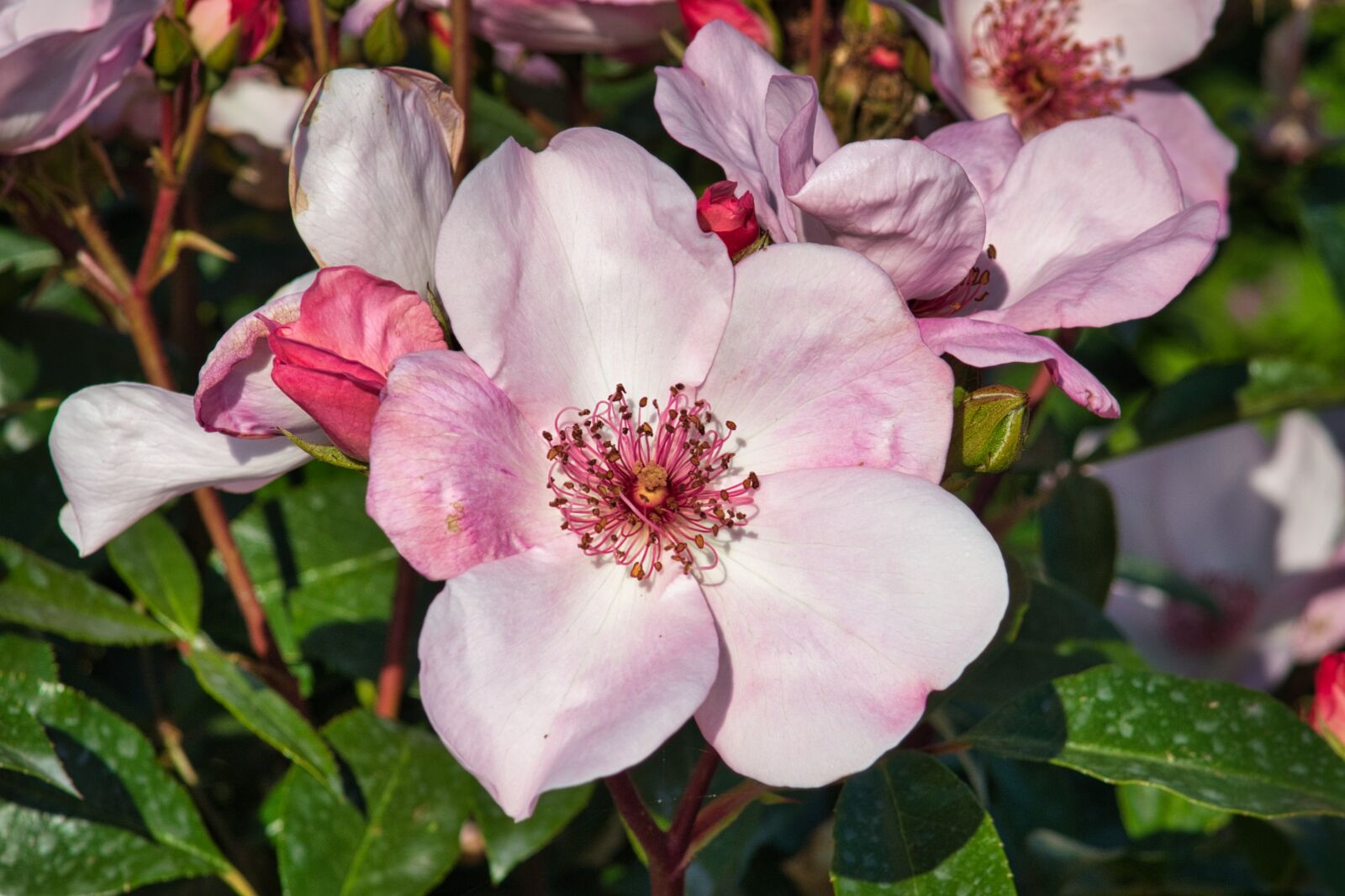 Nikon D7500 sample photo. Rose bloom, blossom, bloom photography