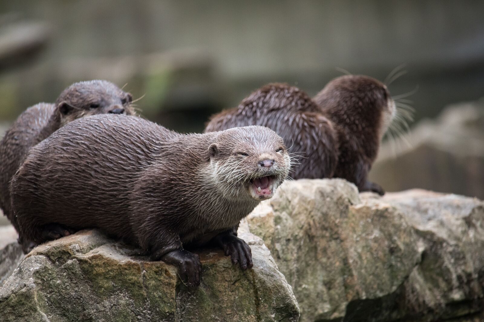 Canon EF-S 55-250mm F4-5.6 IS STM sample photo. Otter, mammal, rodent photography