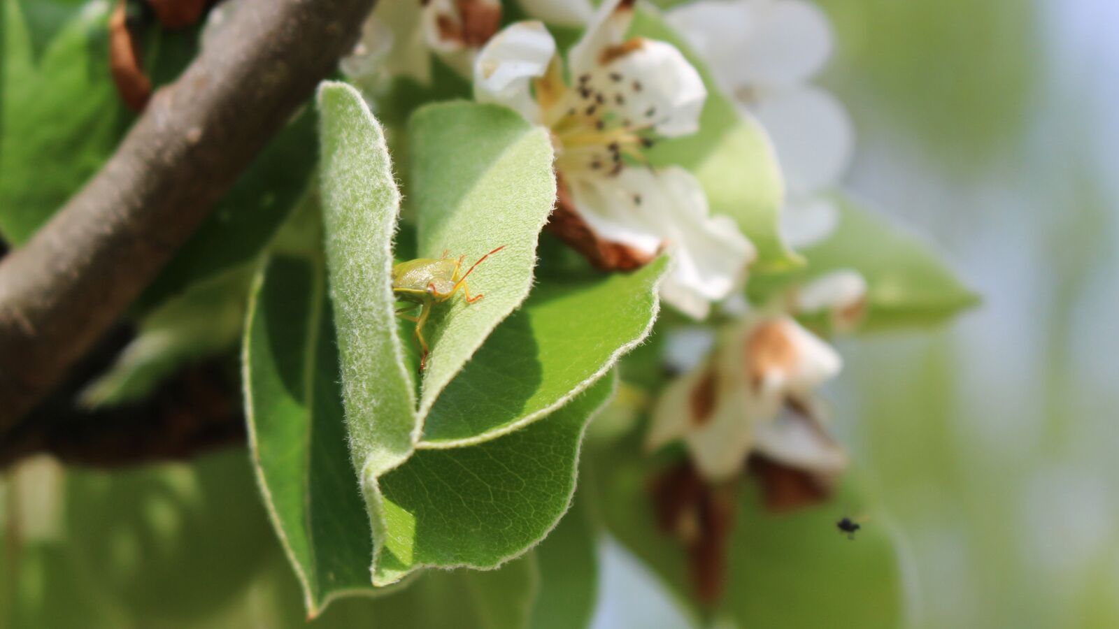 Canon EOS 100D (EOS Rebel SL1 / EOS Kiss X7) sample photo. Bug, insect, garden flowers photography