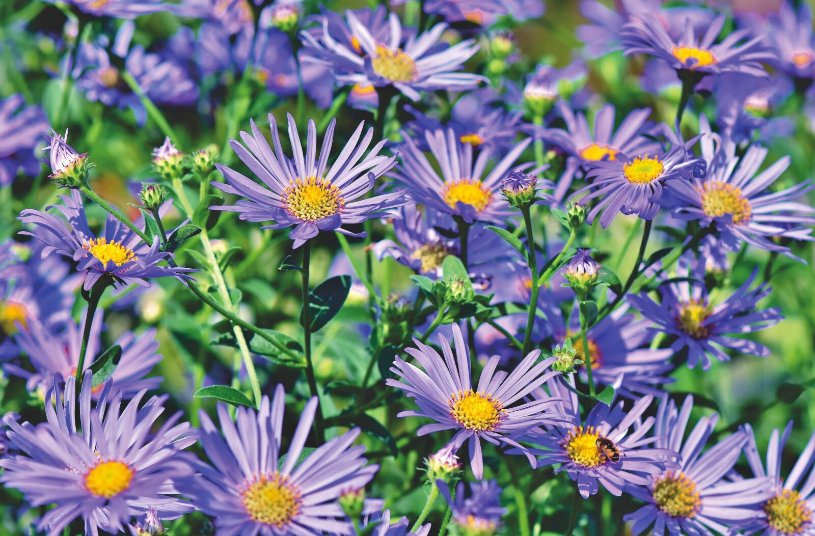 Nikon D7200 sample photo. Aster, composites, meadow photography
