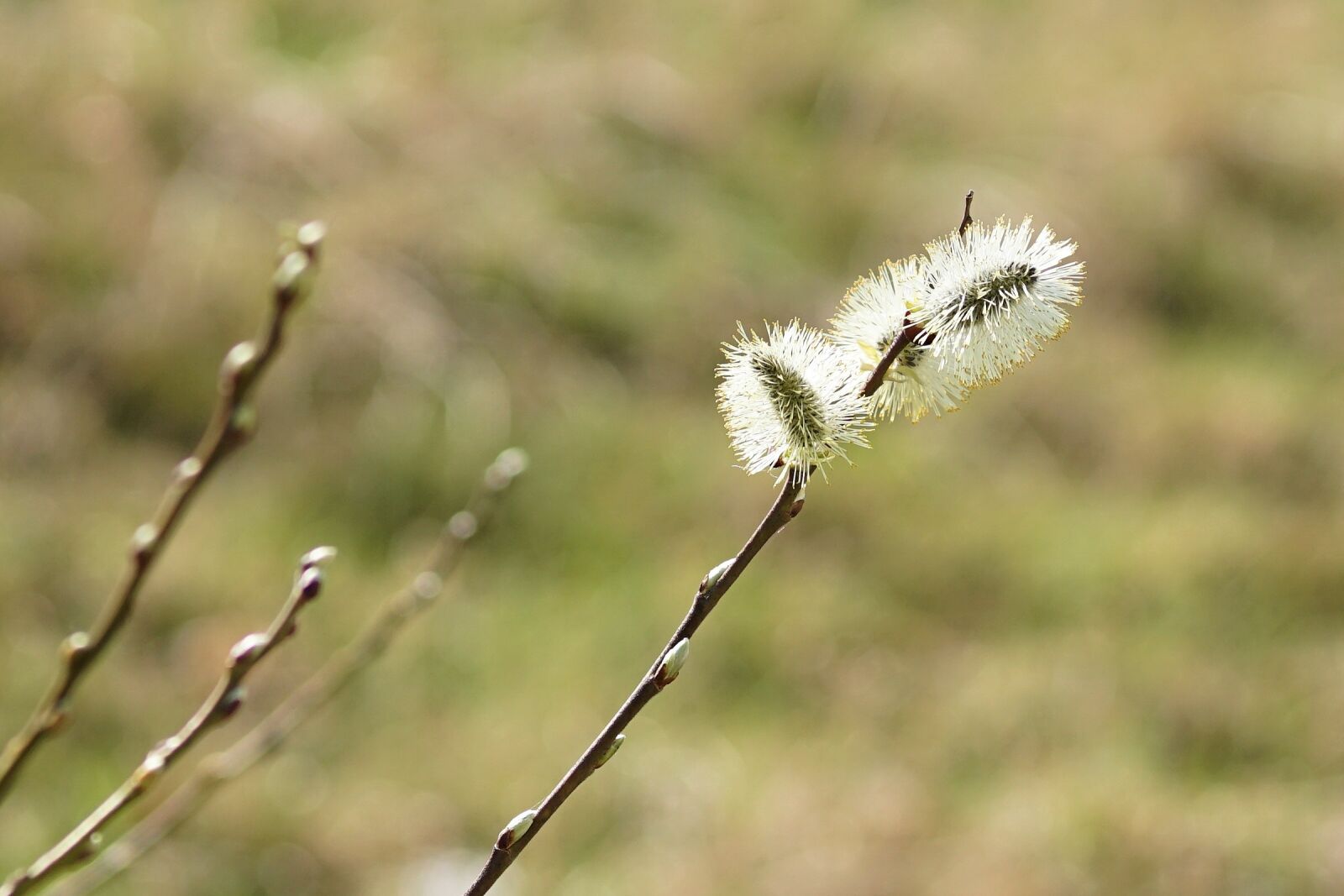 Sony a6000 + E 60mm F2.8 sample photo. Kitten, willow catkin, spring photography