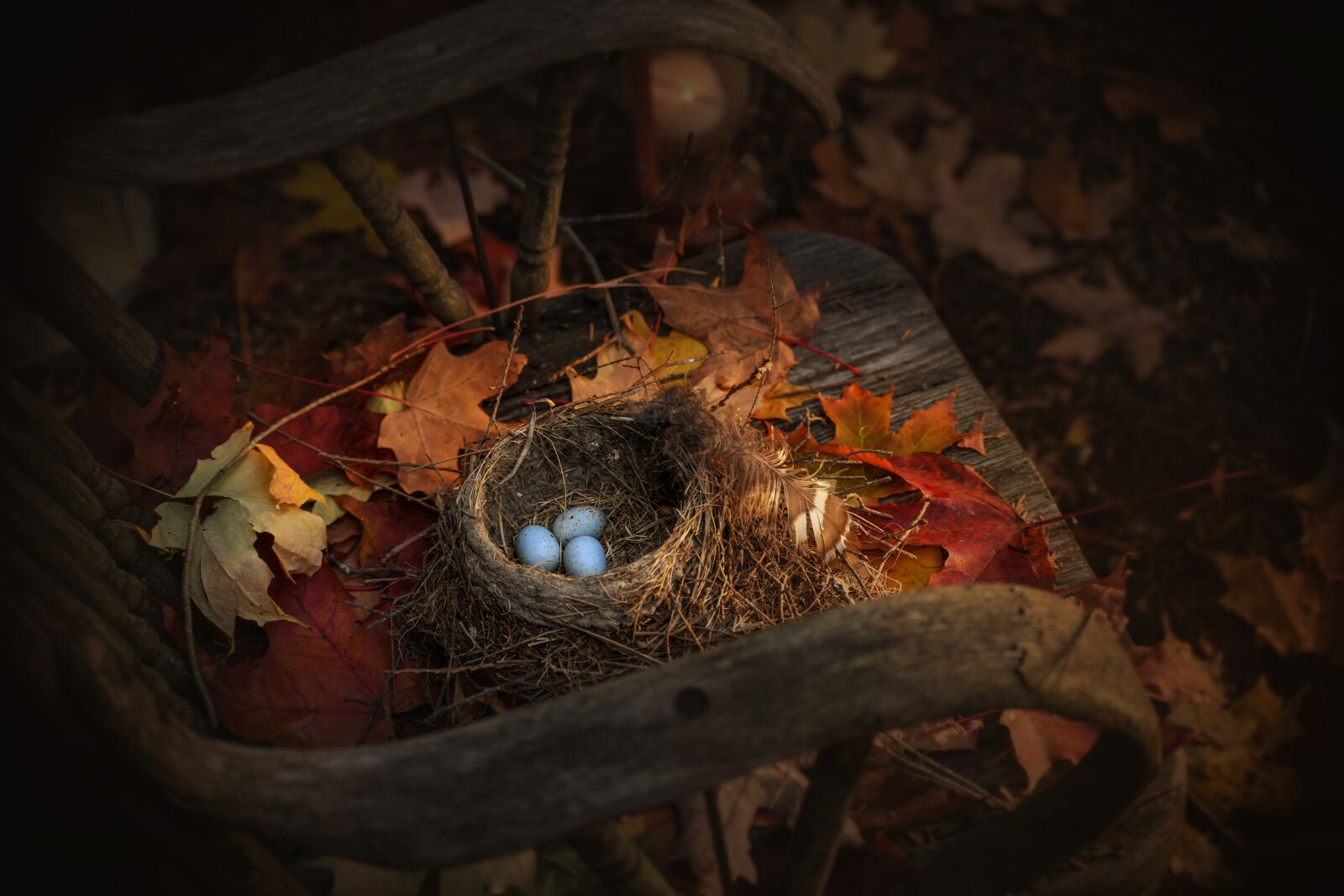 Nikon D850 sample photo. Easter, bird nest, nature photography