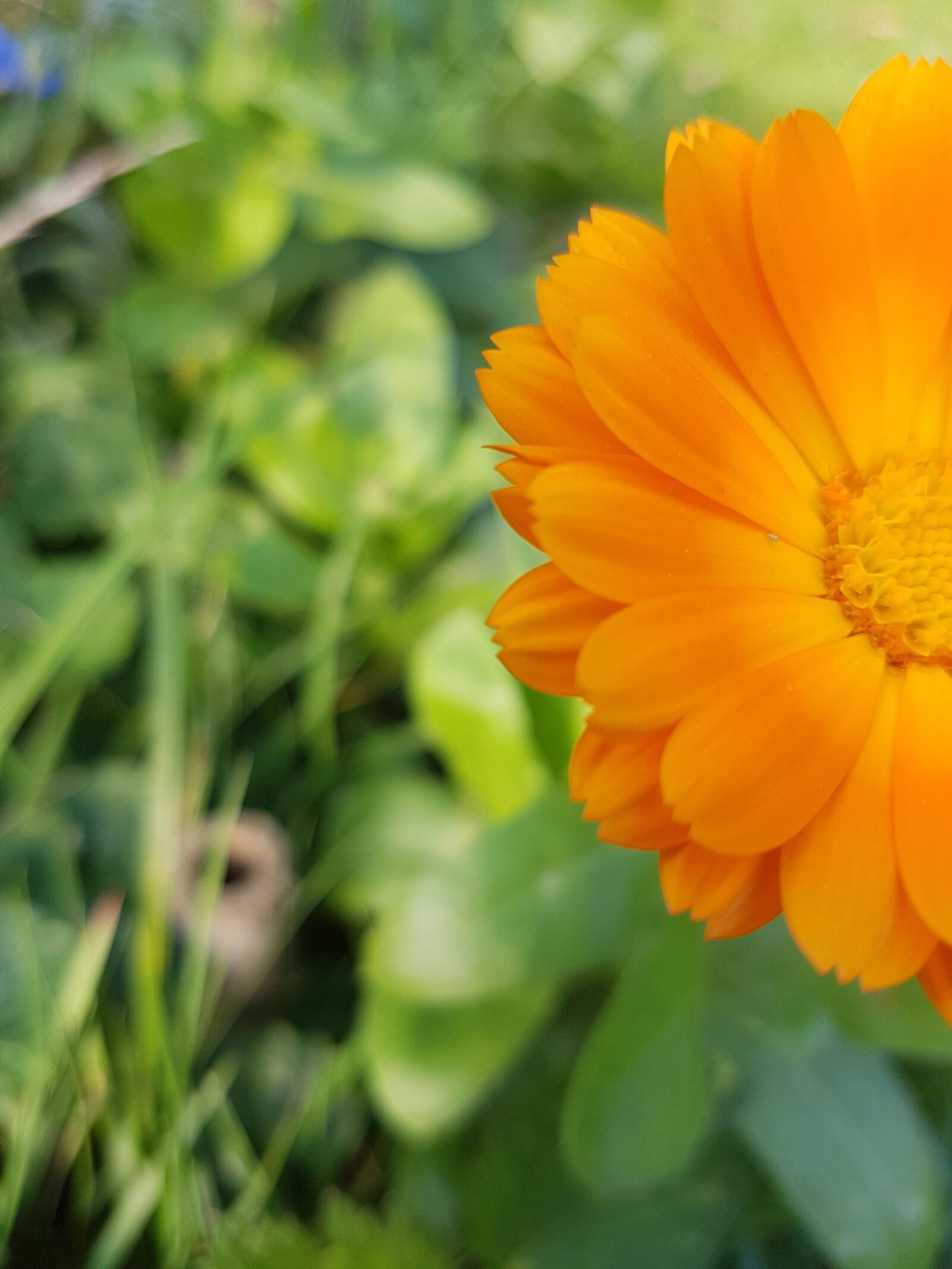 Samsung Galaxy S7 Edge sample photo. Flower, nature, green photography
