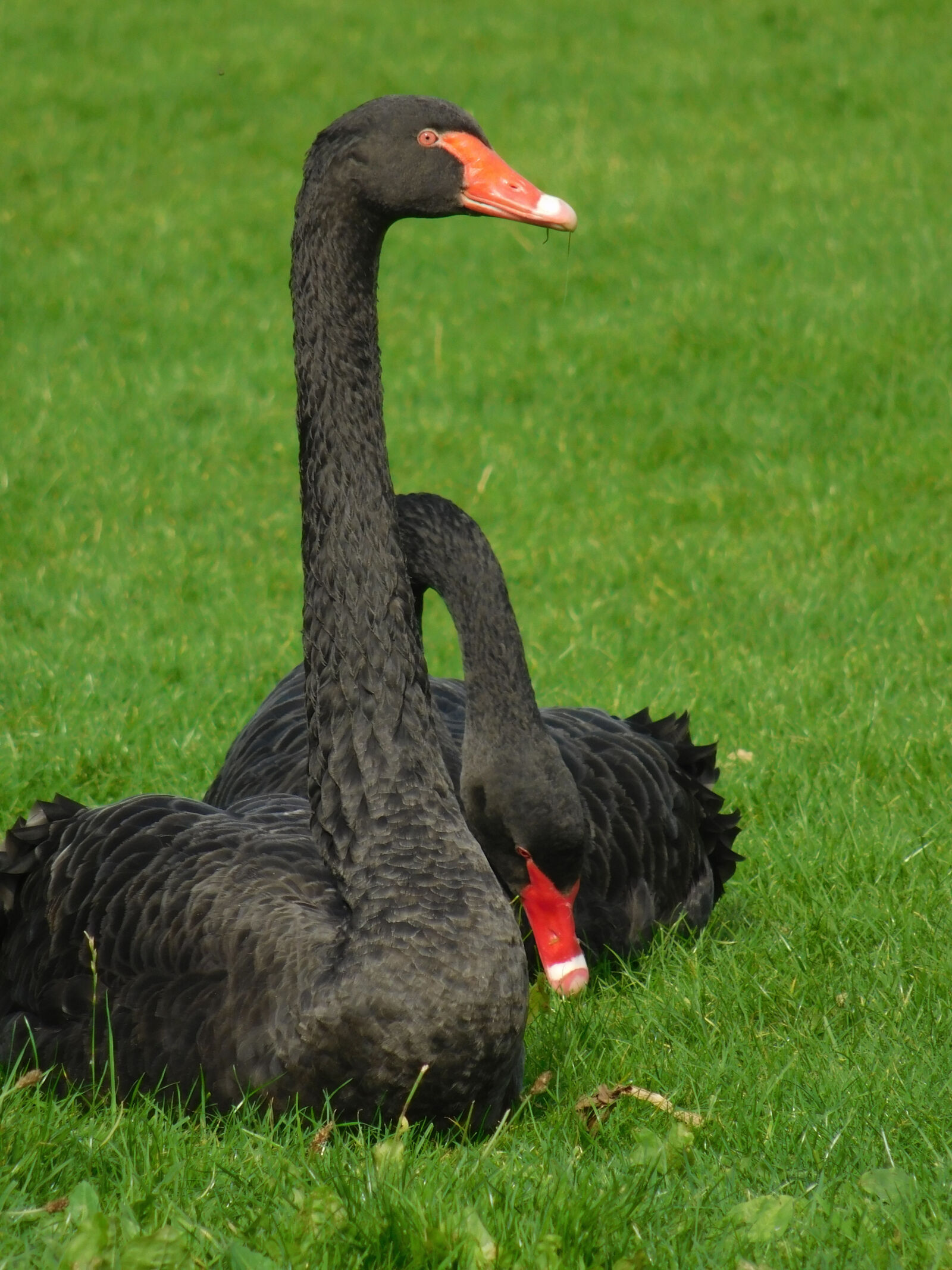 Nikon Coolpix L840 sample photo. Birds, black, swan, mother photography