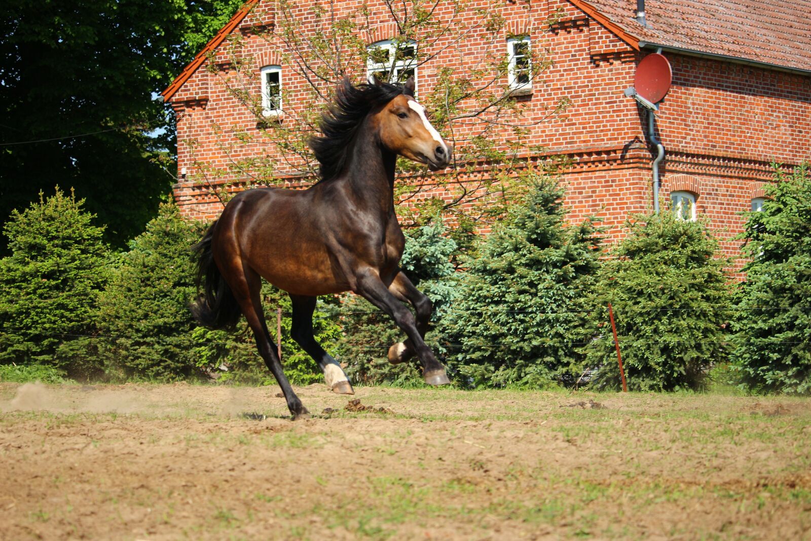 Canon EOS 100D (EOS Rebel SL1 / EOS Kiss X7) sample photo. Horse, gallop, brown photography