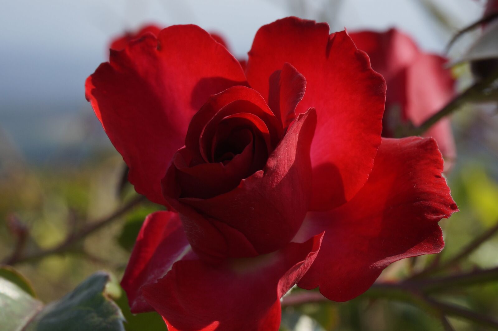 Sony Alpha NEX-3N sample photo. Roses, red, flower photography