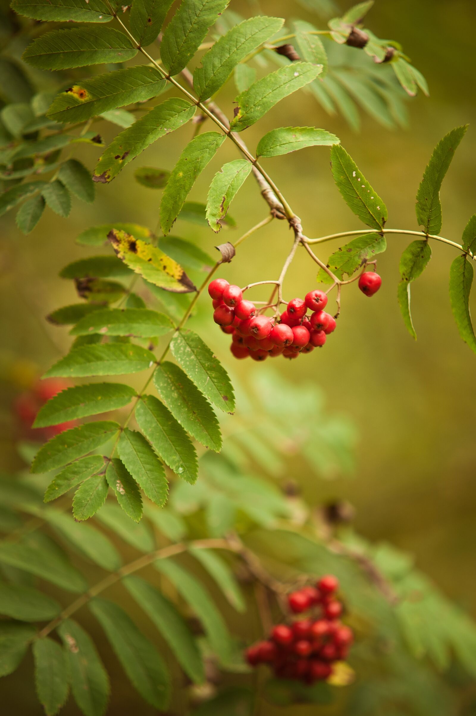 Nikon D700 sample photo. Autumn, red, green photography