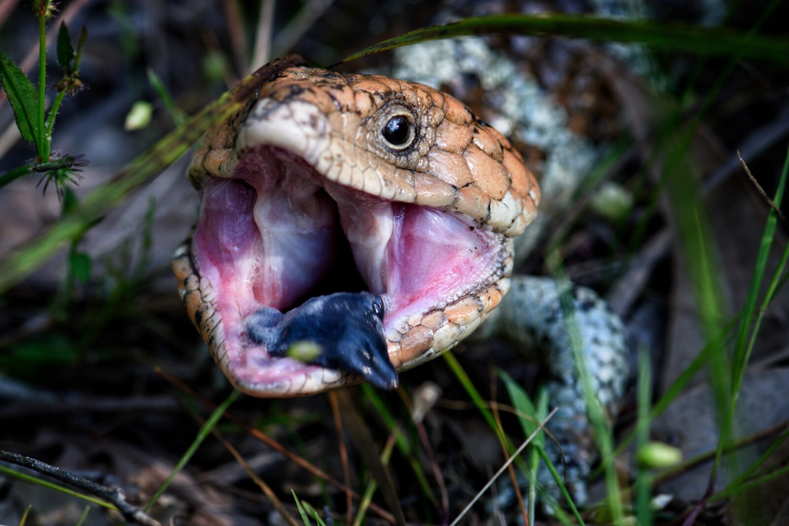 Nikon D3300 sample photo. Lizard, shingle back, bobtail photography
