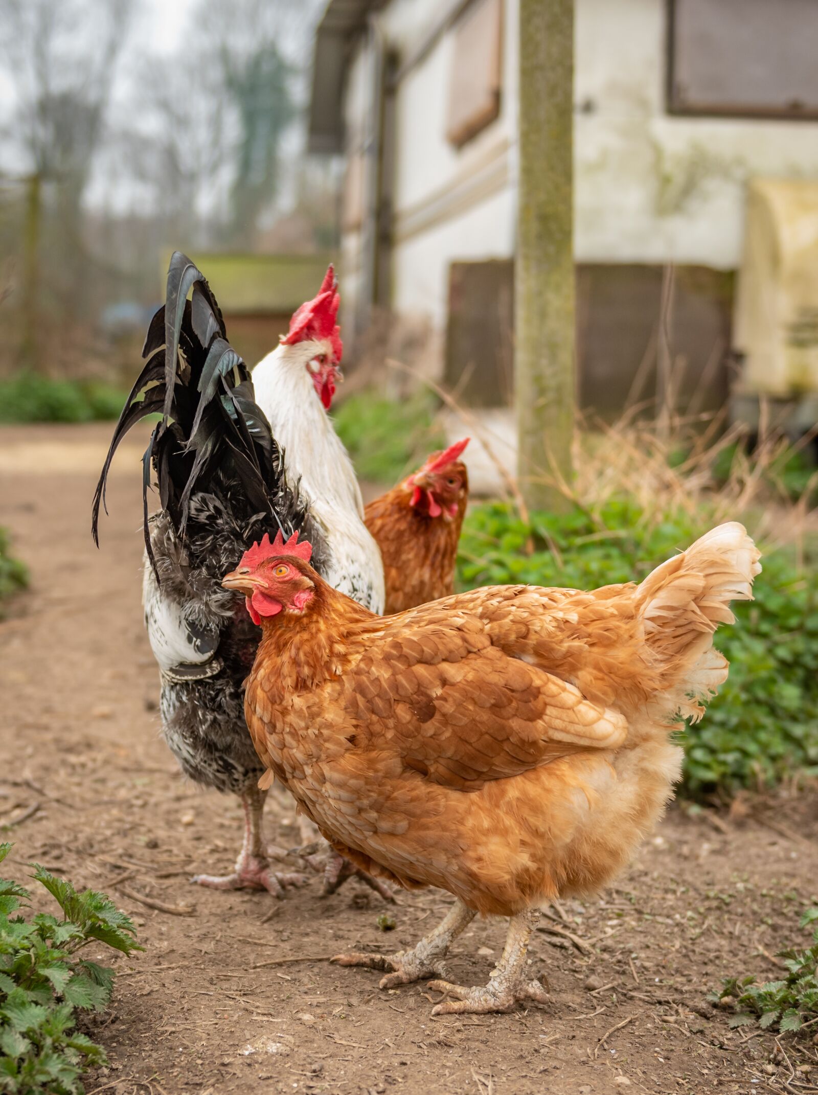Nikon D750 sample photo. Chickens, farm, free running photography