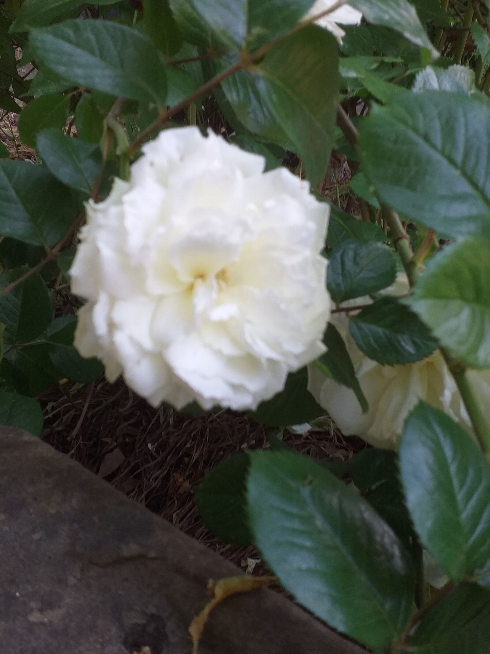 Samsung Galaxy J4+ sample photo. Rose, white rose, nature photography
