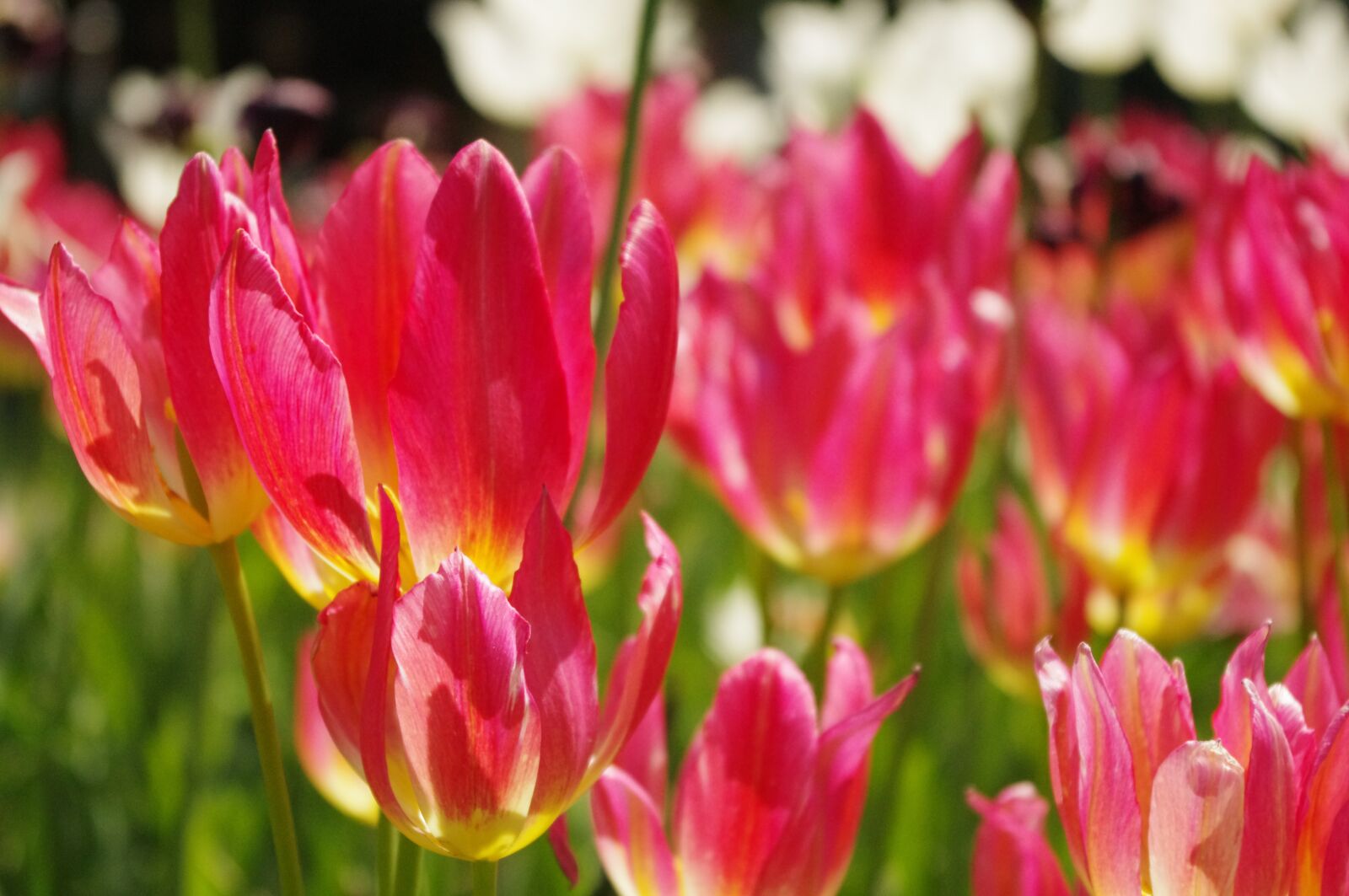 Pentax K-r sample photo. Tulip, pink, flower photography