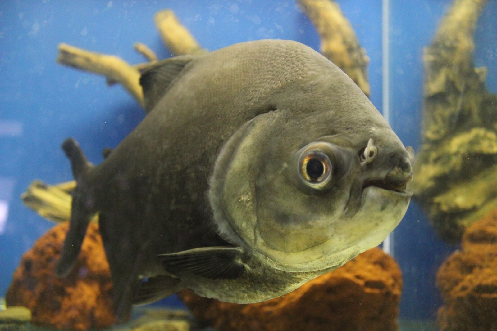 Canon EOS 550D (EOS Rebel T2i / EOS Kiss X4) sample photo. Piranha, predatory fish, aquarium photography