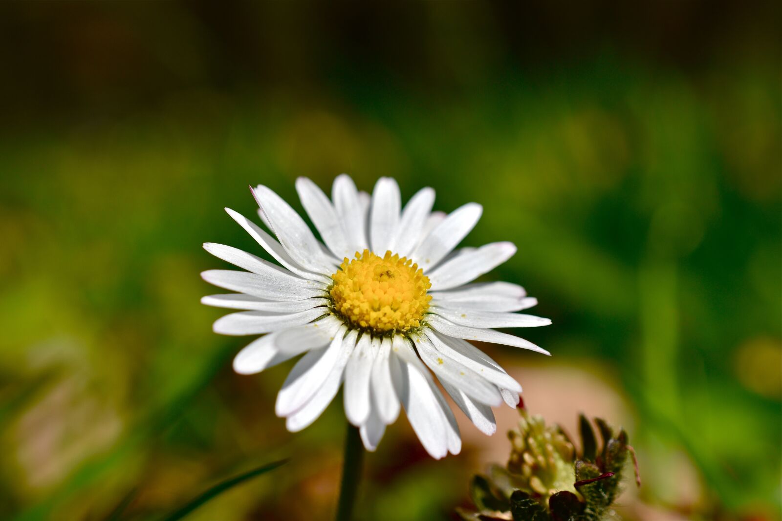 Nikon D5600 sample photo. Flower, daisy, petals photography