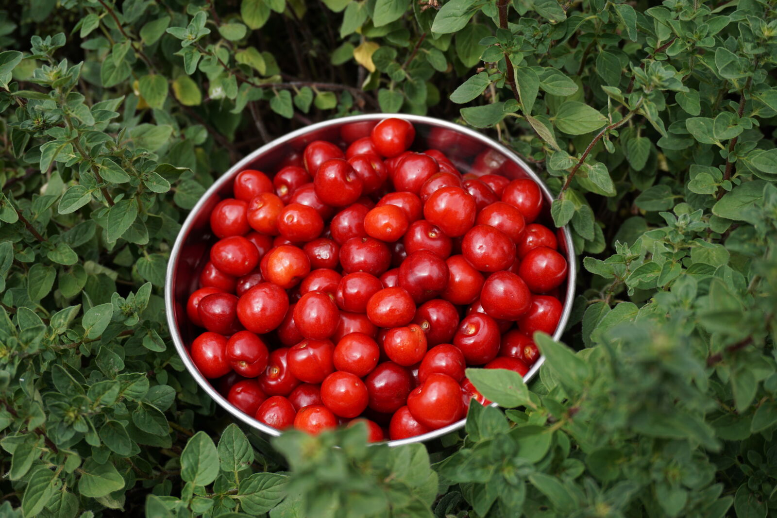 Sony E 16-50mm F3.5-5.6 PZ OSS sample photo. Bowl, cherries, cherry, fruit photography