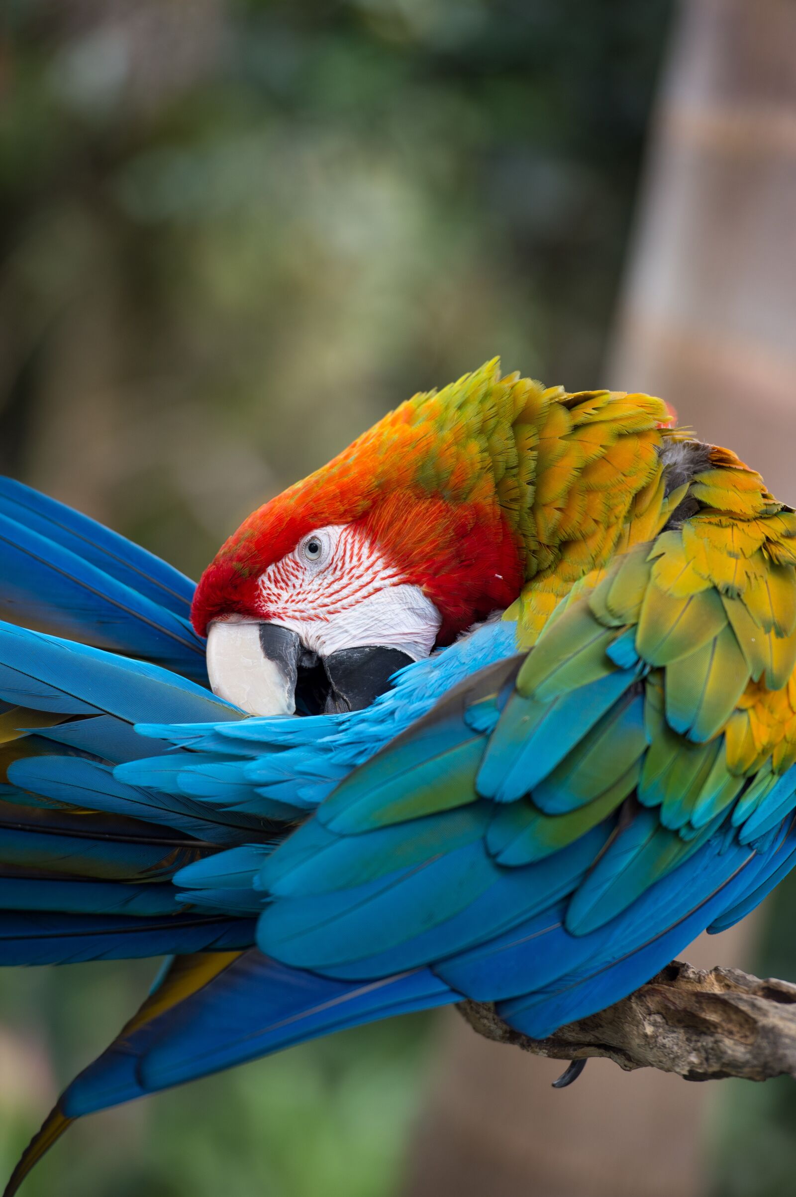 Nikon Df sample photo. Scarlet, macaw, rainbow photography
