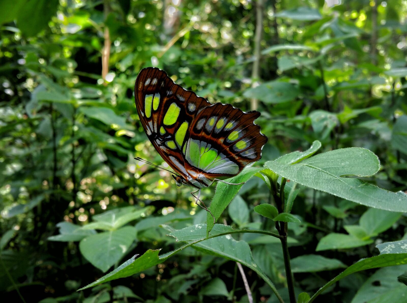 Samsung Galaxy Note4 sample photo. Butterfly, yellow, wings photography