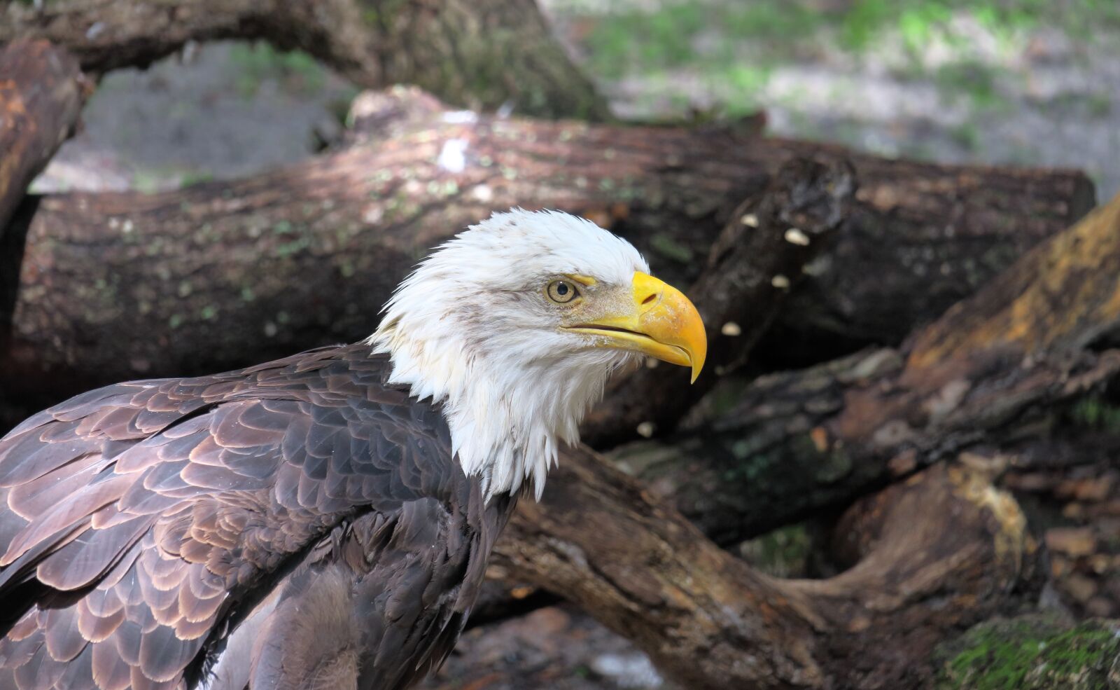 Canon PowerShot G3 X sample photo. Bald eagle, adler, bill photography