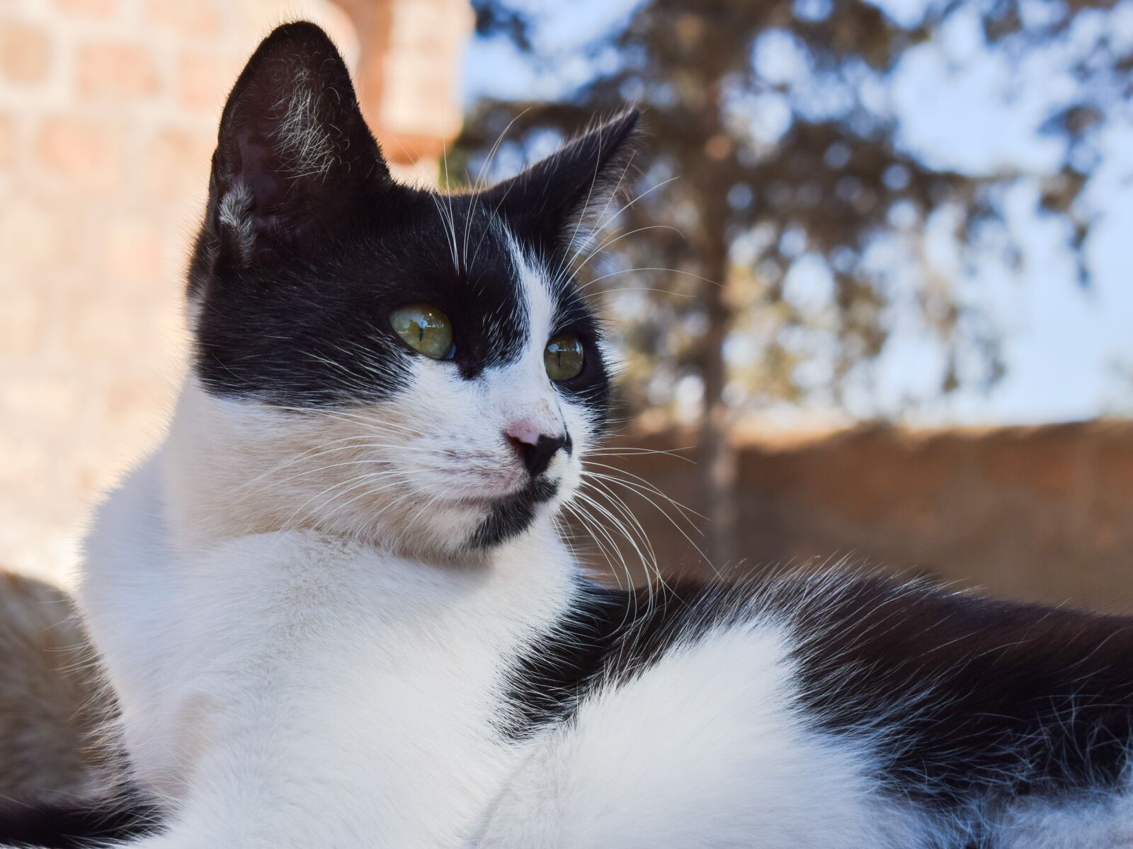 Nikon D3300 sample photo. Cat, stray, outdoor photography
