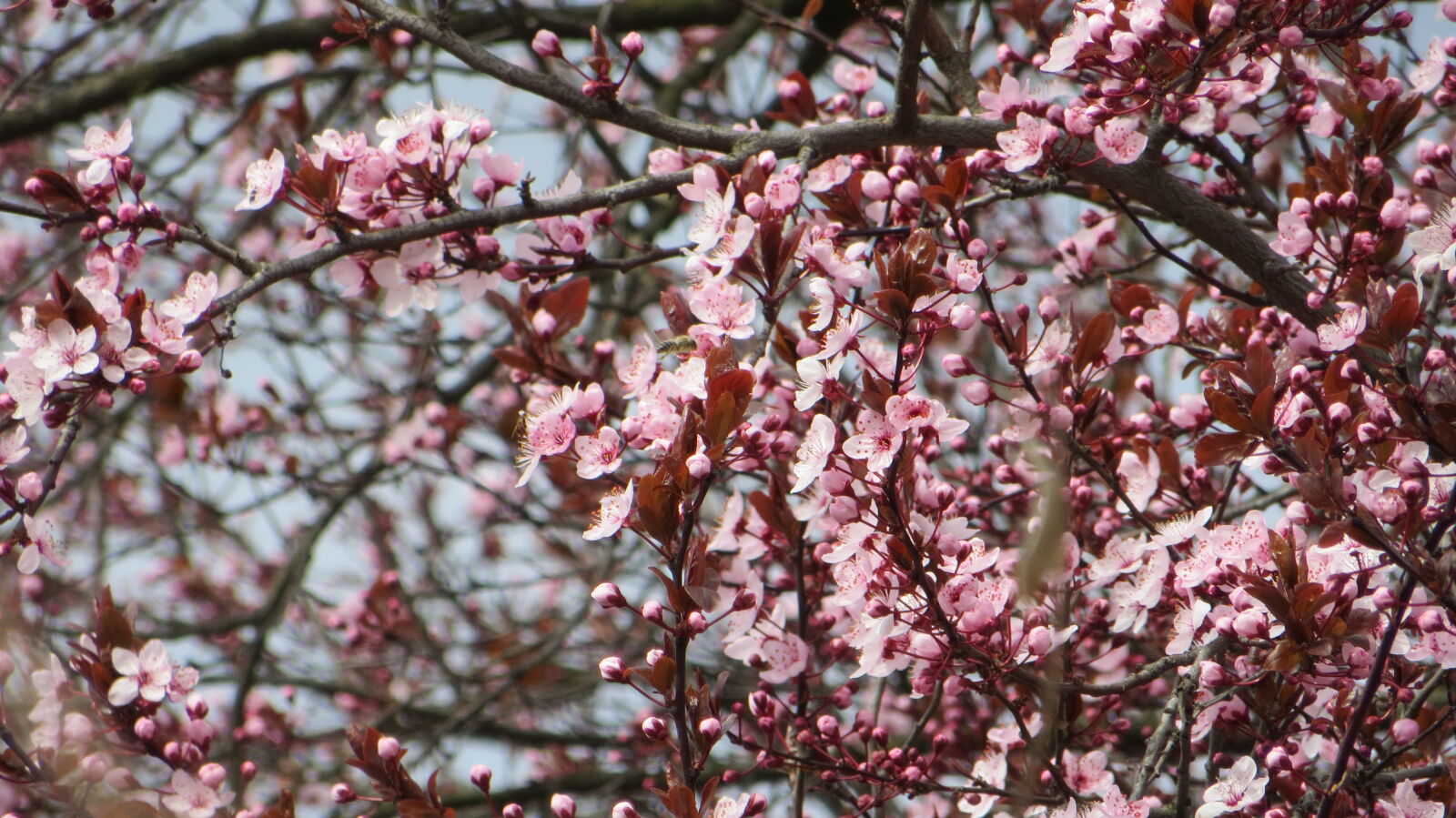 Canon PowerShot SX260 HS sample photo. Aprilis, cseresznyefa, fa, fenykep photography